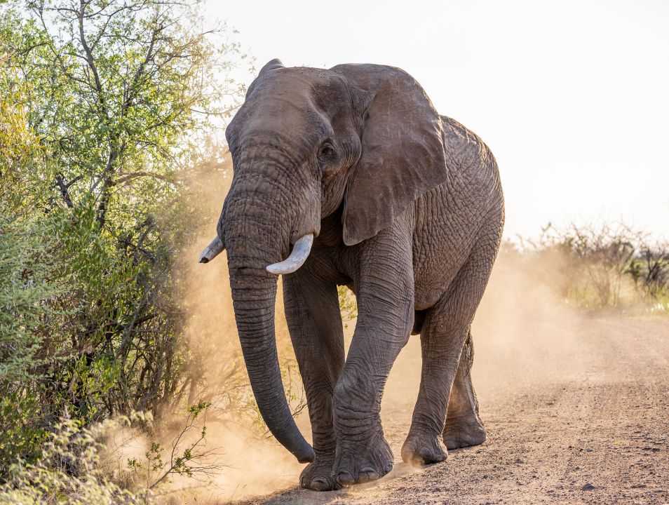 Game_Drives_1.jpg