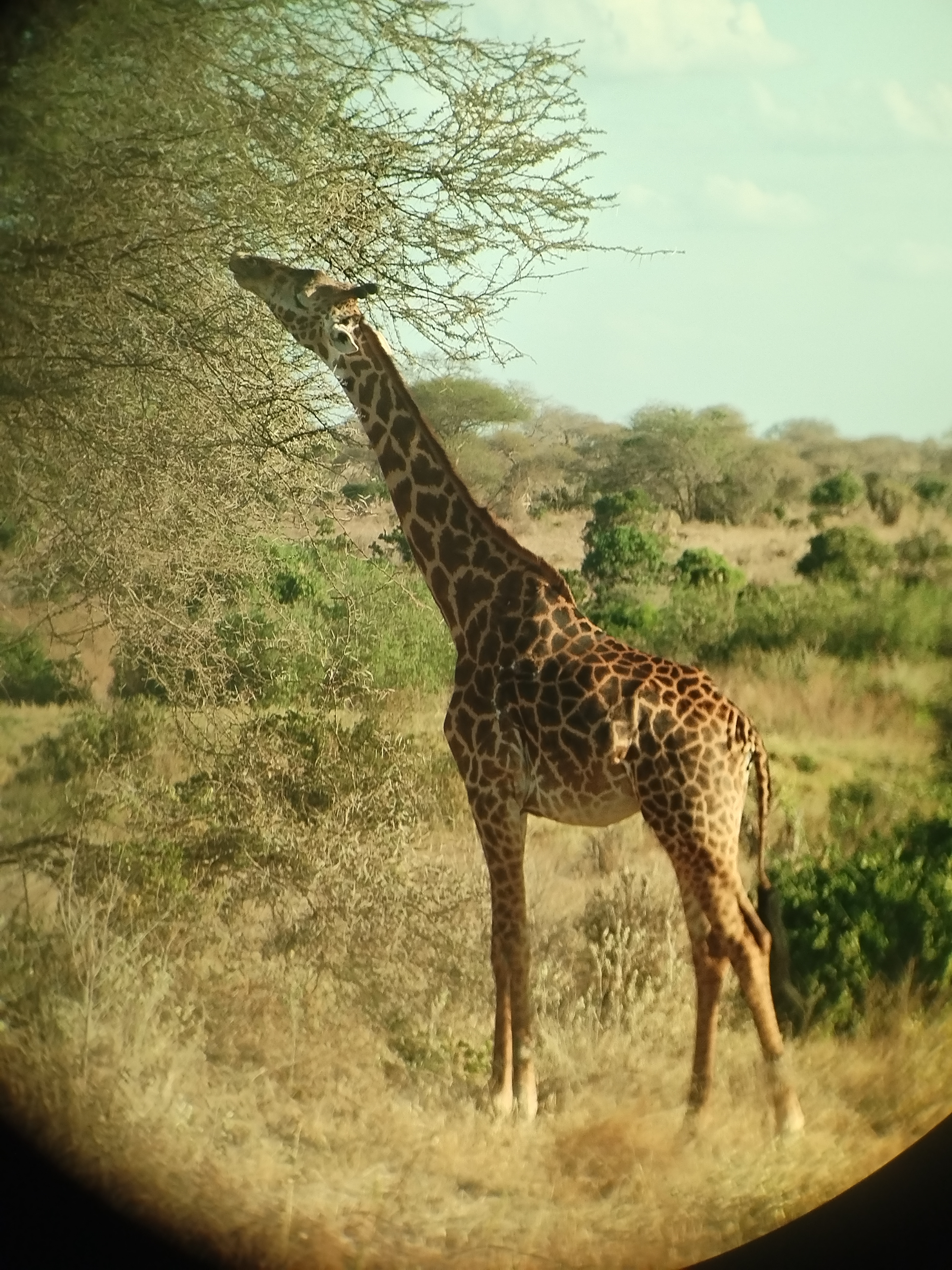game_at_TSAVO_7.jpg