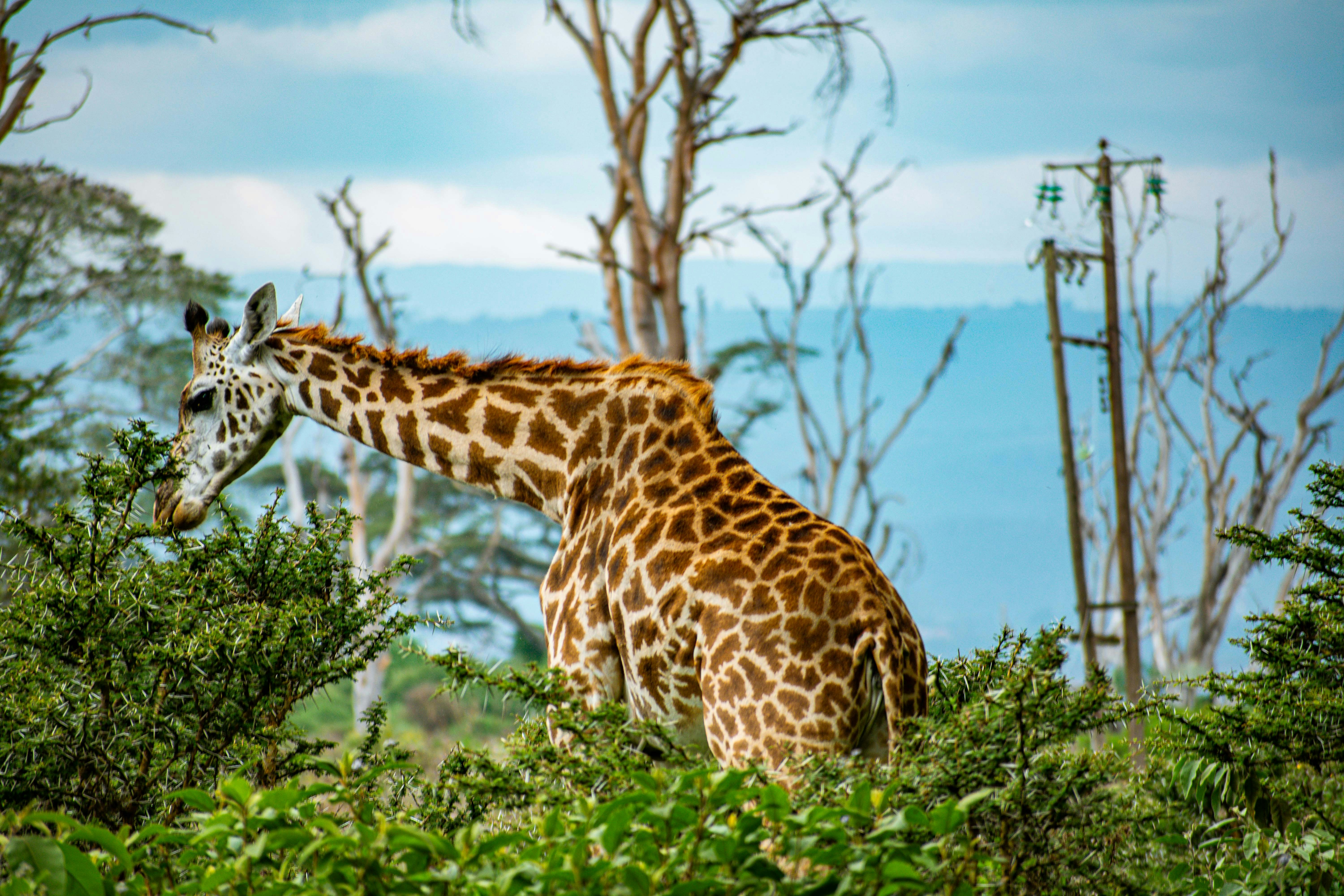 brian-kungu-oF8yaYEwd94-unsplash_naivasha.jpg