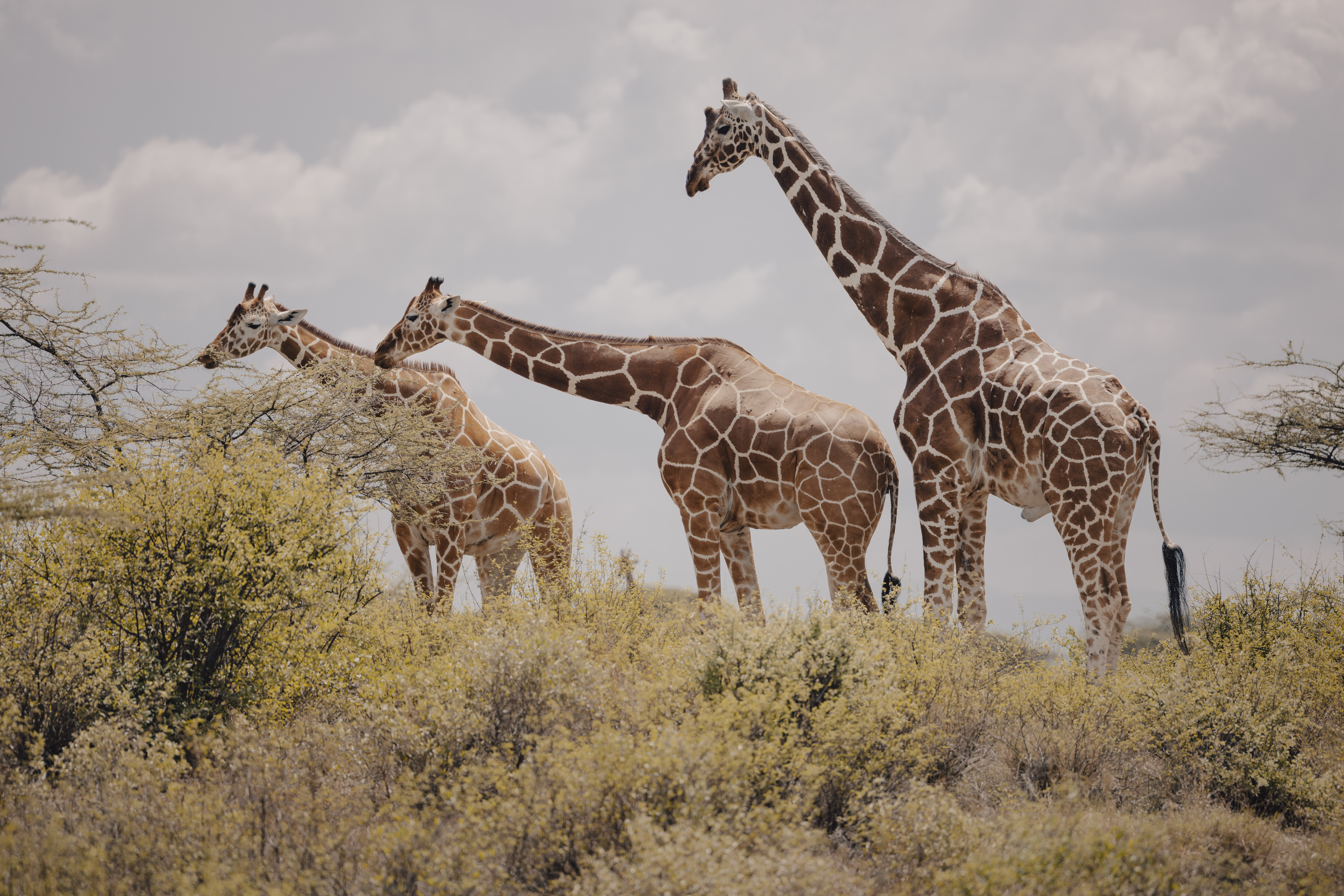m-surana-buffalo-springs-041_54951708317_o.jpg