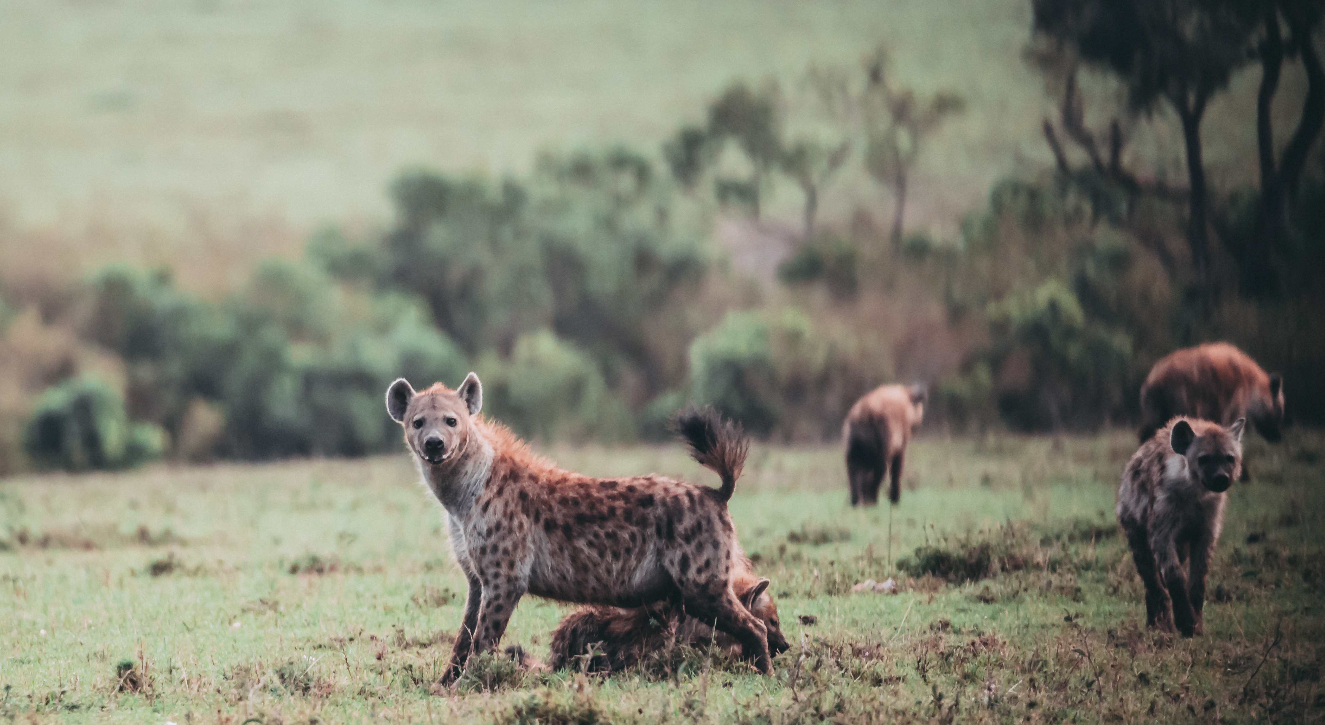 Wildlife__2_-_Hyena_.jpg