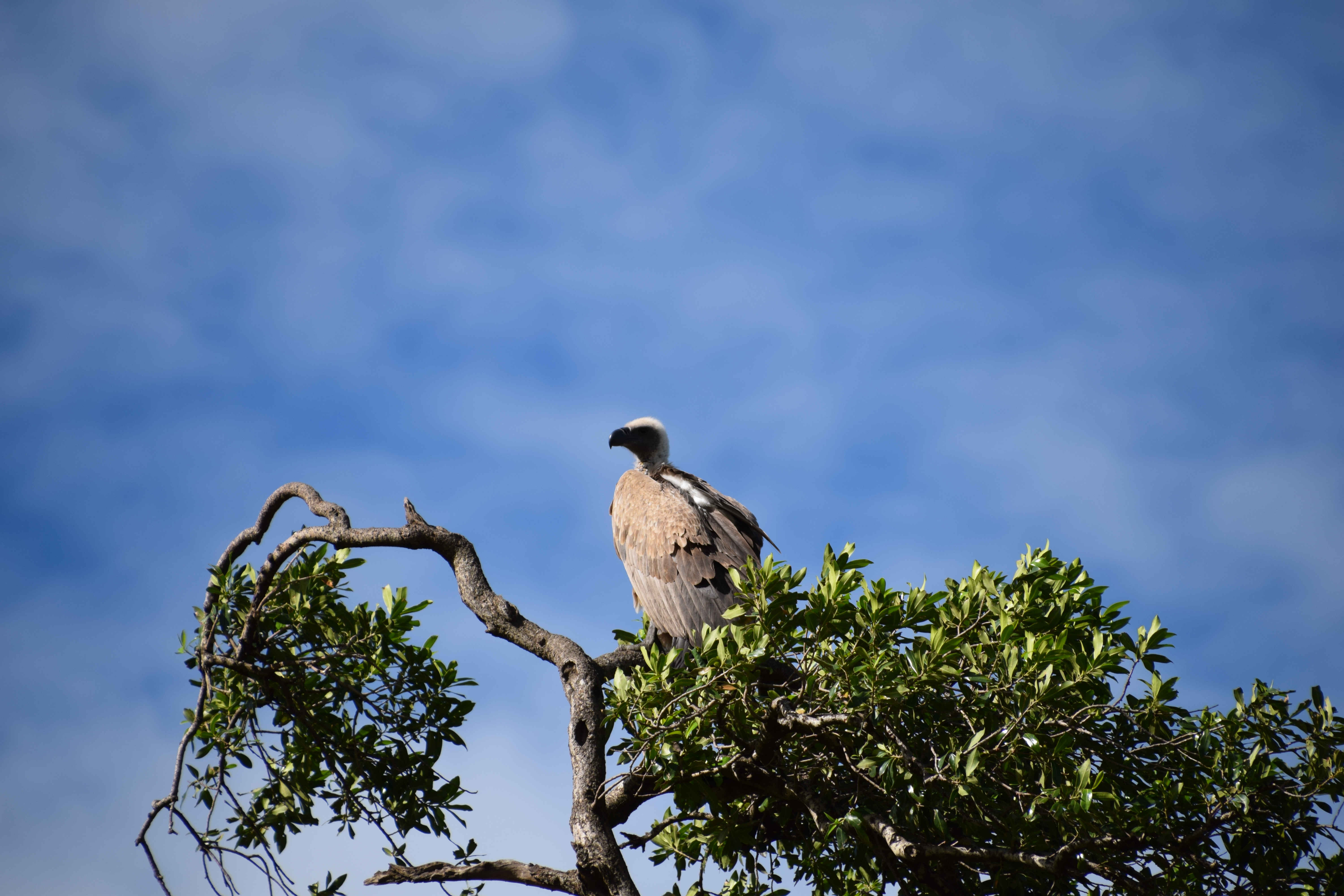 DSC_0681_Vulture_on_tree.jpg