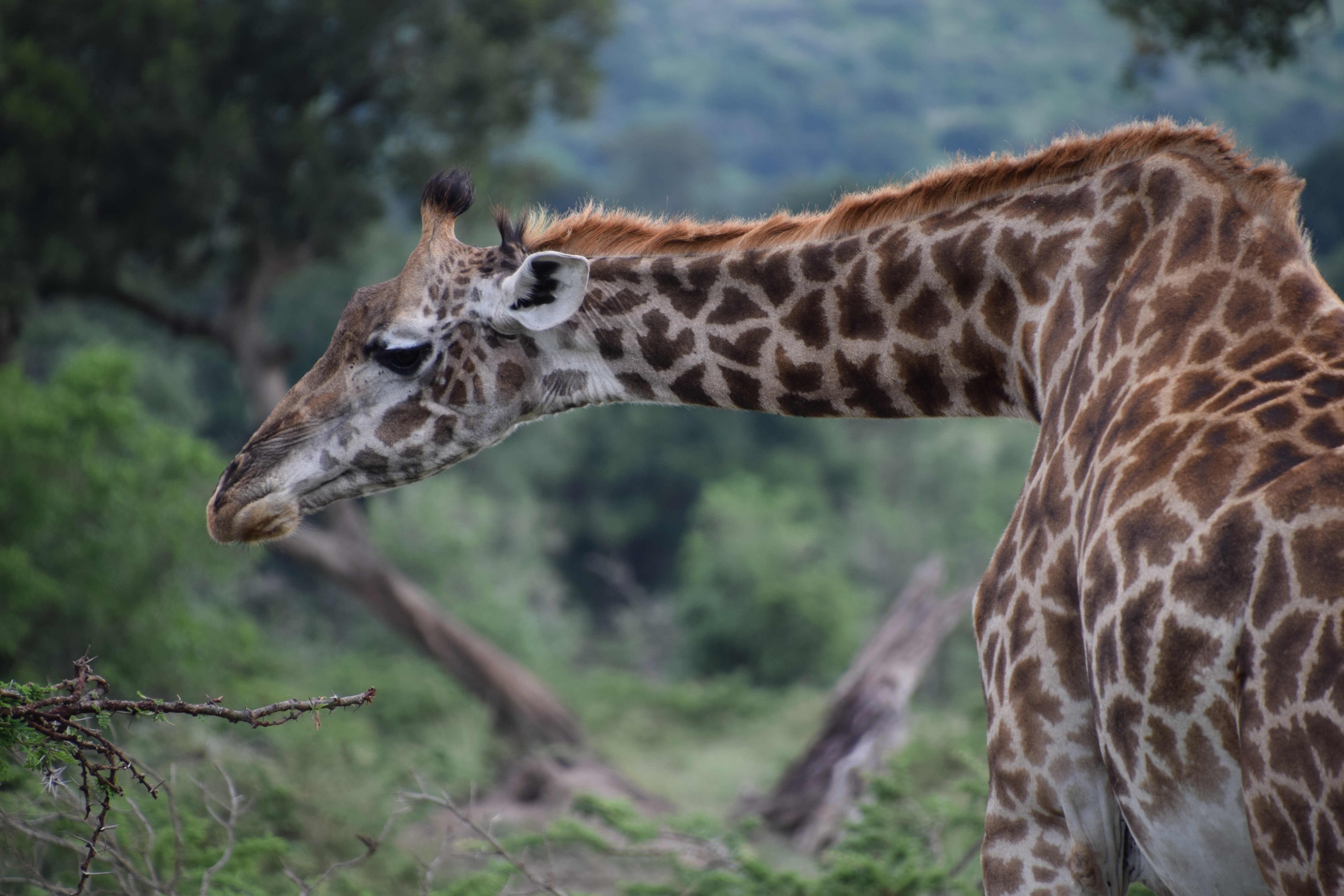 Anil_DSC_0595_Giraffe_foraging.jpg