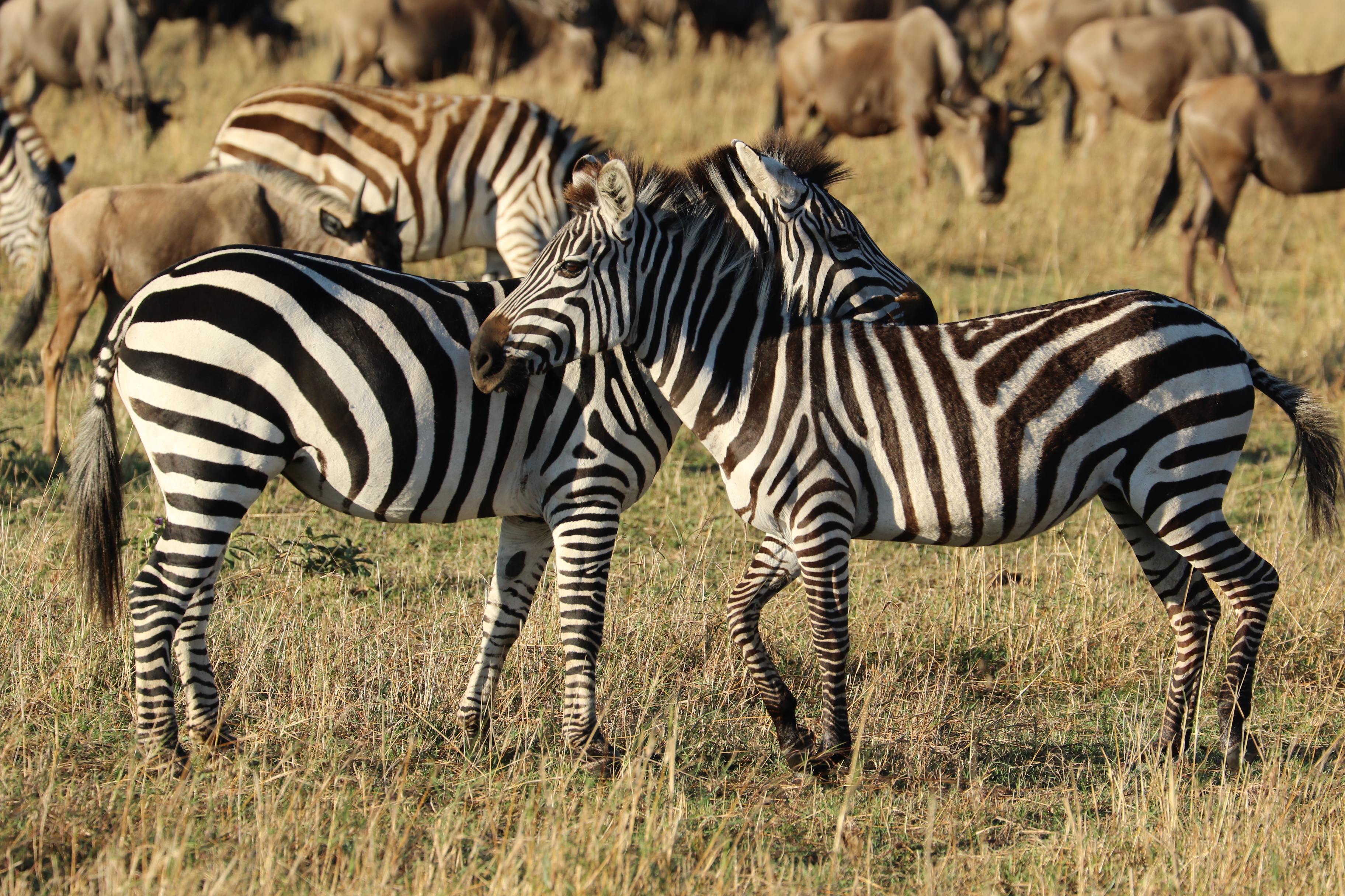 4O7A0472_Zebras.jpg