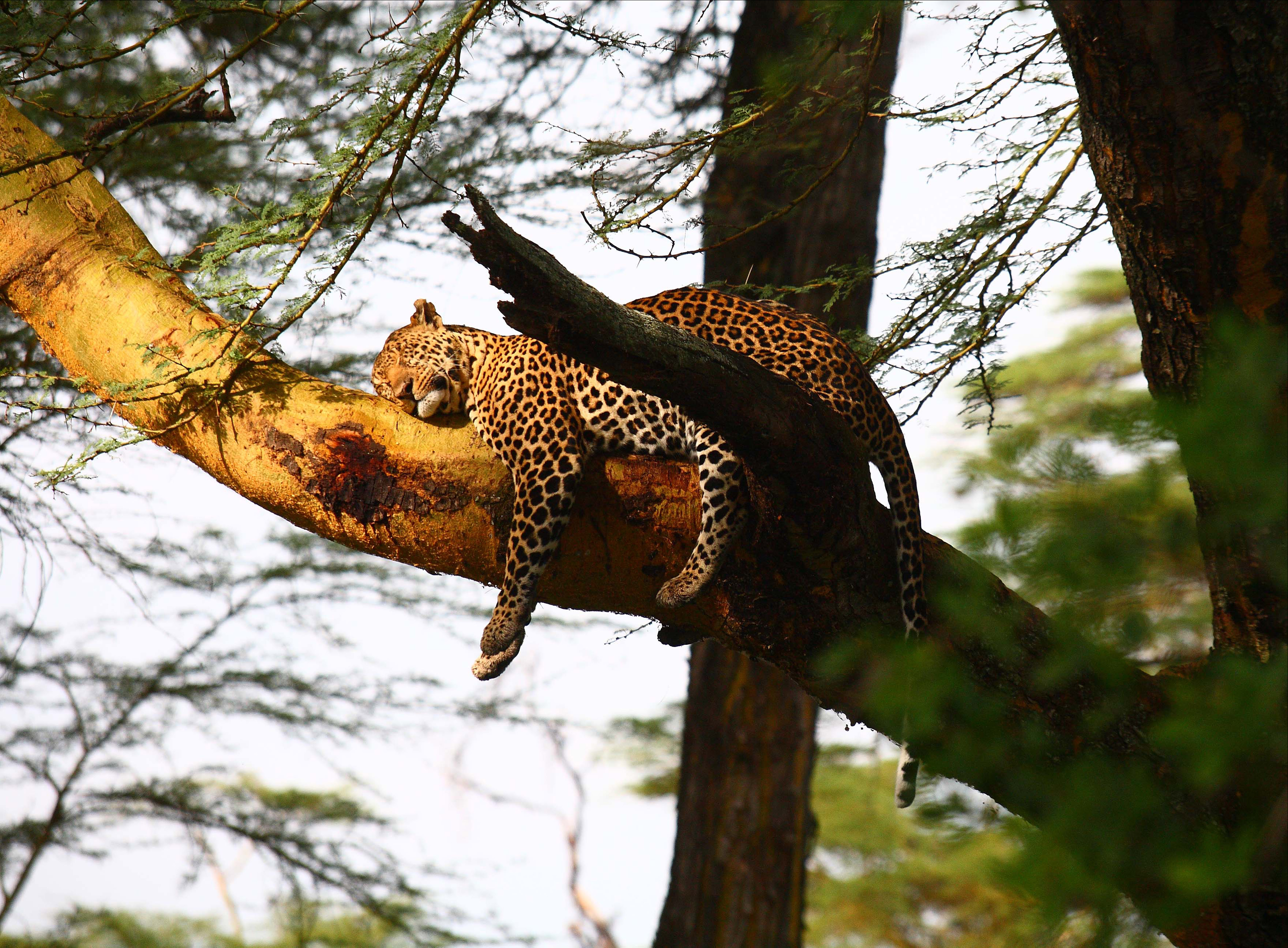Sarova_Lion_Hill_Game_Lodge_-_Game_Drive_1.jpg