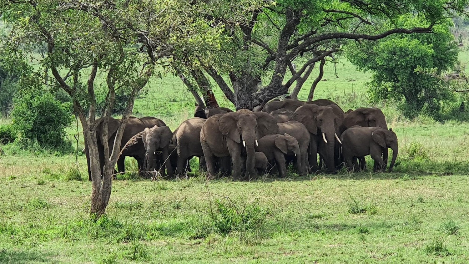 Serengeti-Simba-Lodge6.jpeg