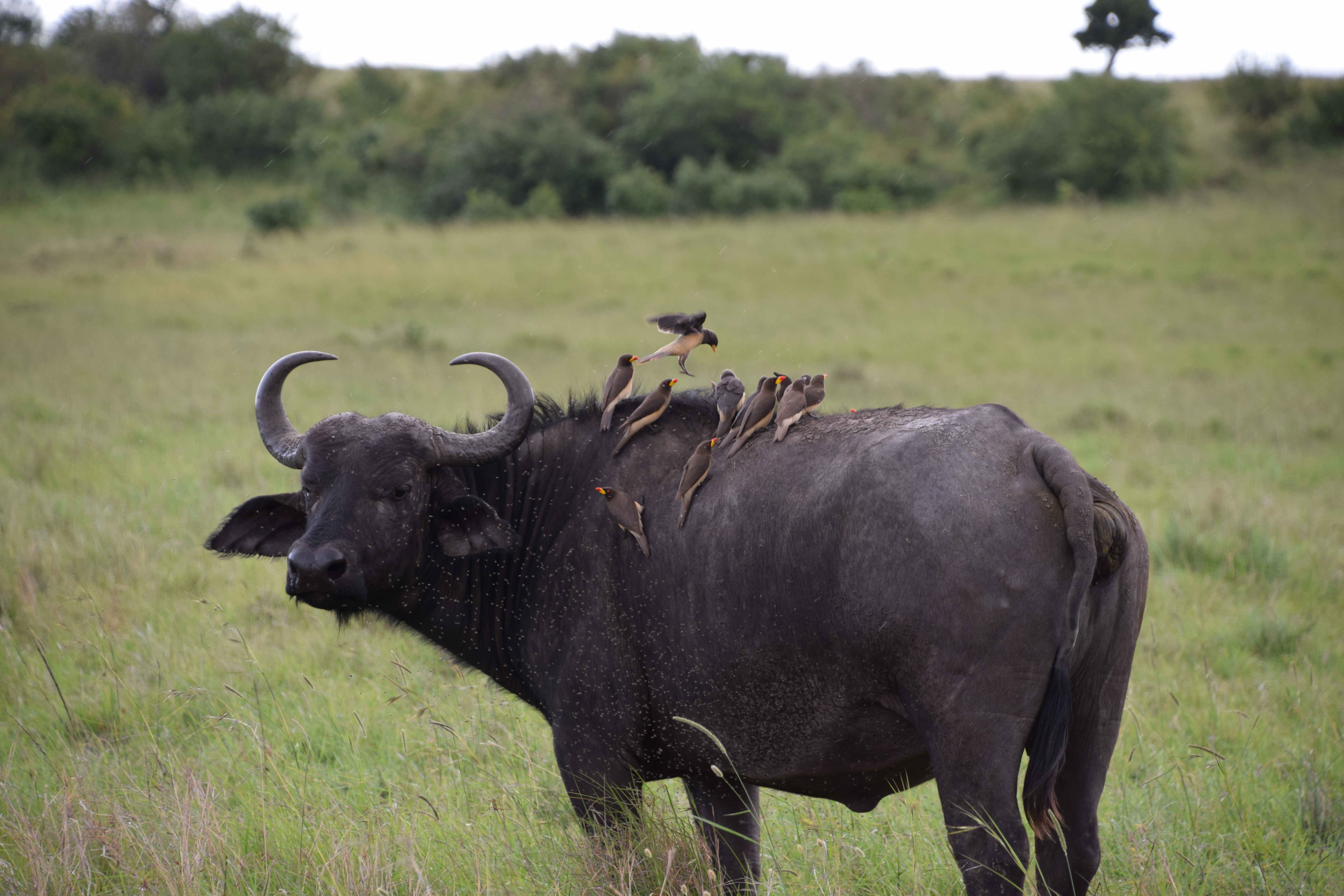 Anil_DSC_0432_Buffalo_with_birds.jpg