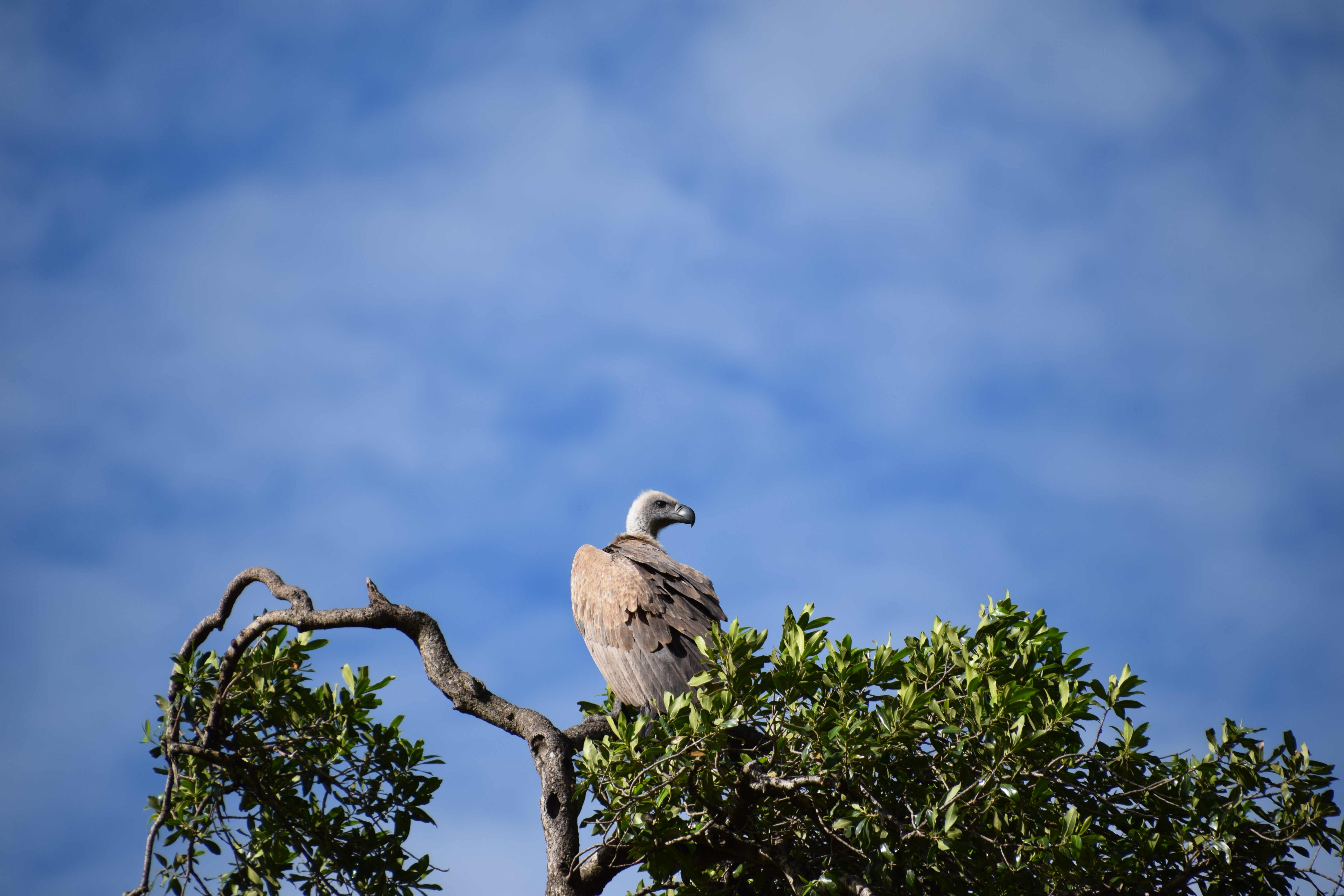 Anil_DSC_0684_Vulture_on_tree.jpg