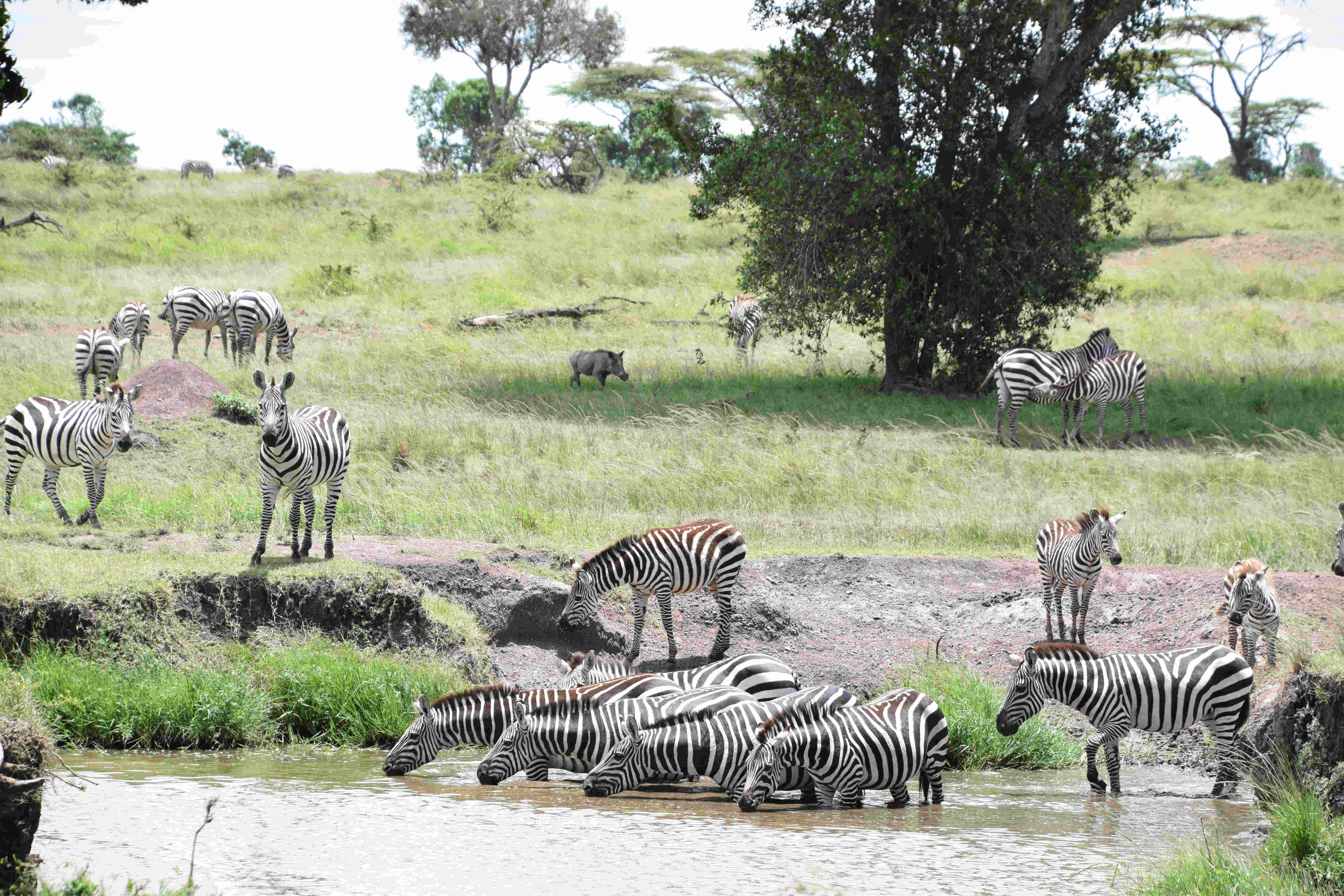 Anil_DSC_0865_Zebra_next_to_river.jpg