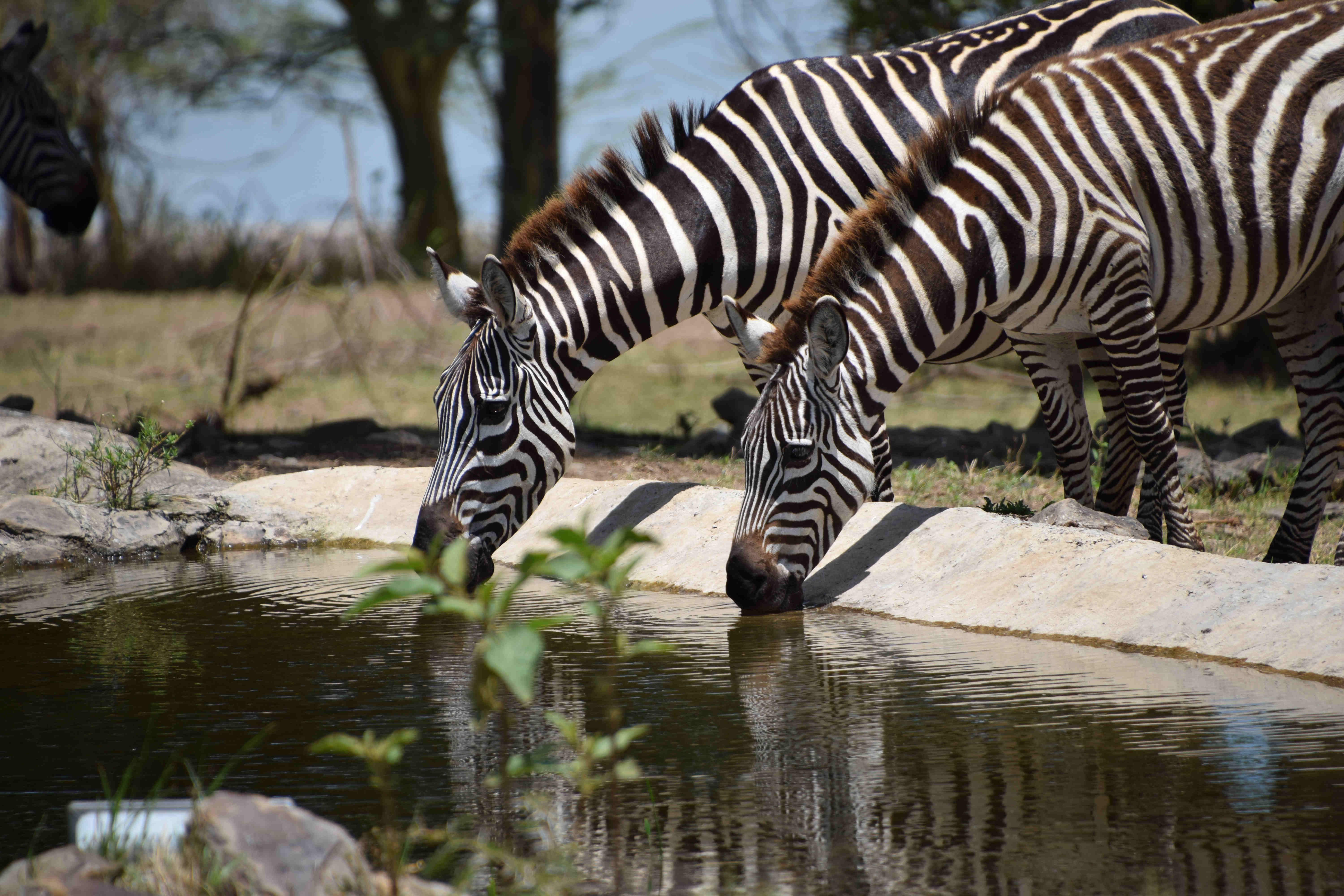 Anil_DSC_0429_Zebra_drinking.jpg