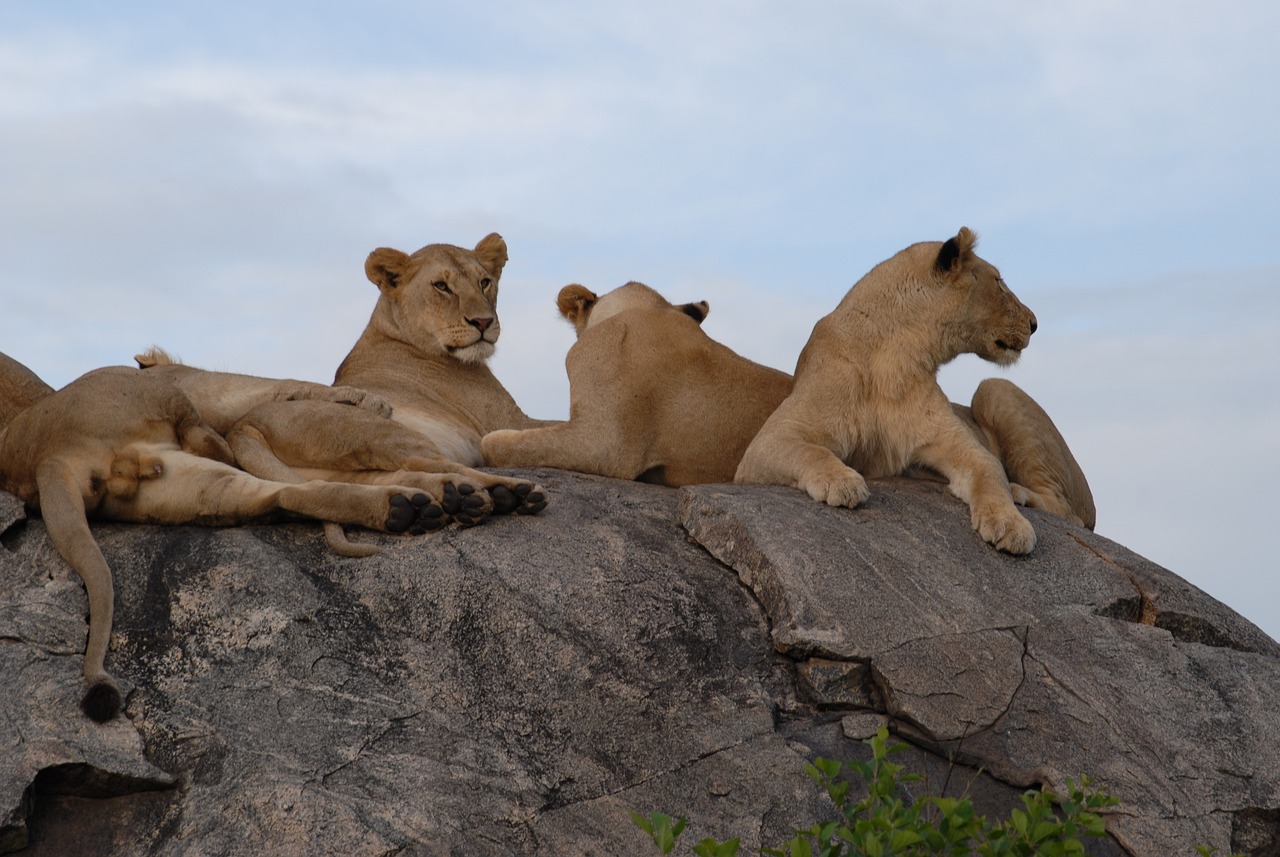 lions-75880_1280.jpg