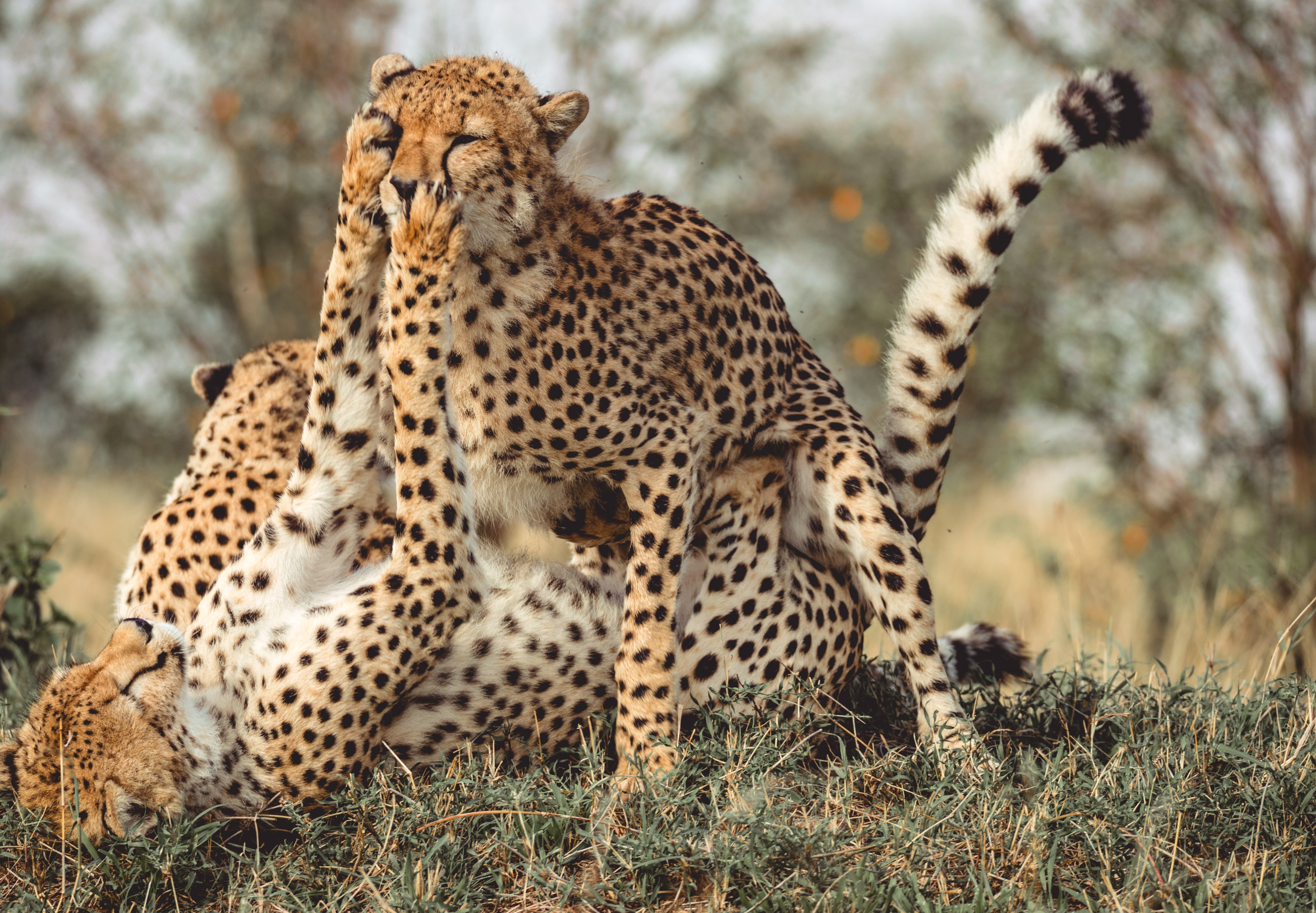 Kenya: Cheetah Safari Premium 