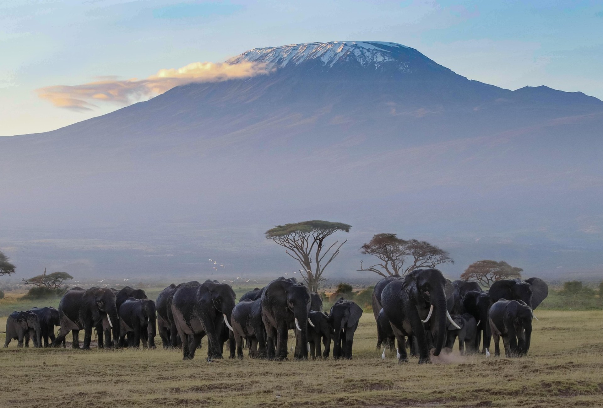 Kenya: Amboseli Safari & All-Inclusive Zanzibar 