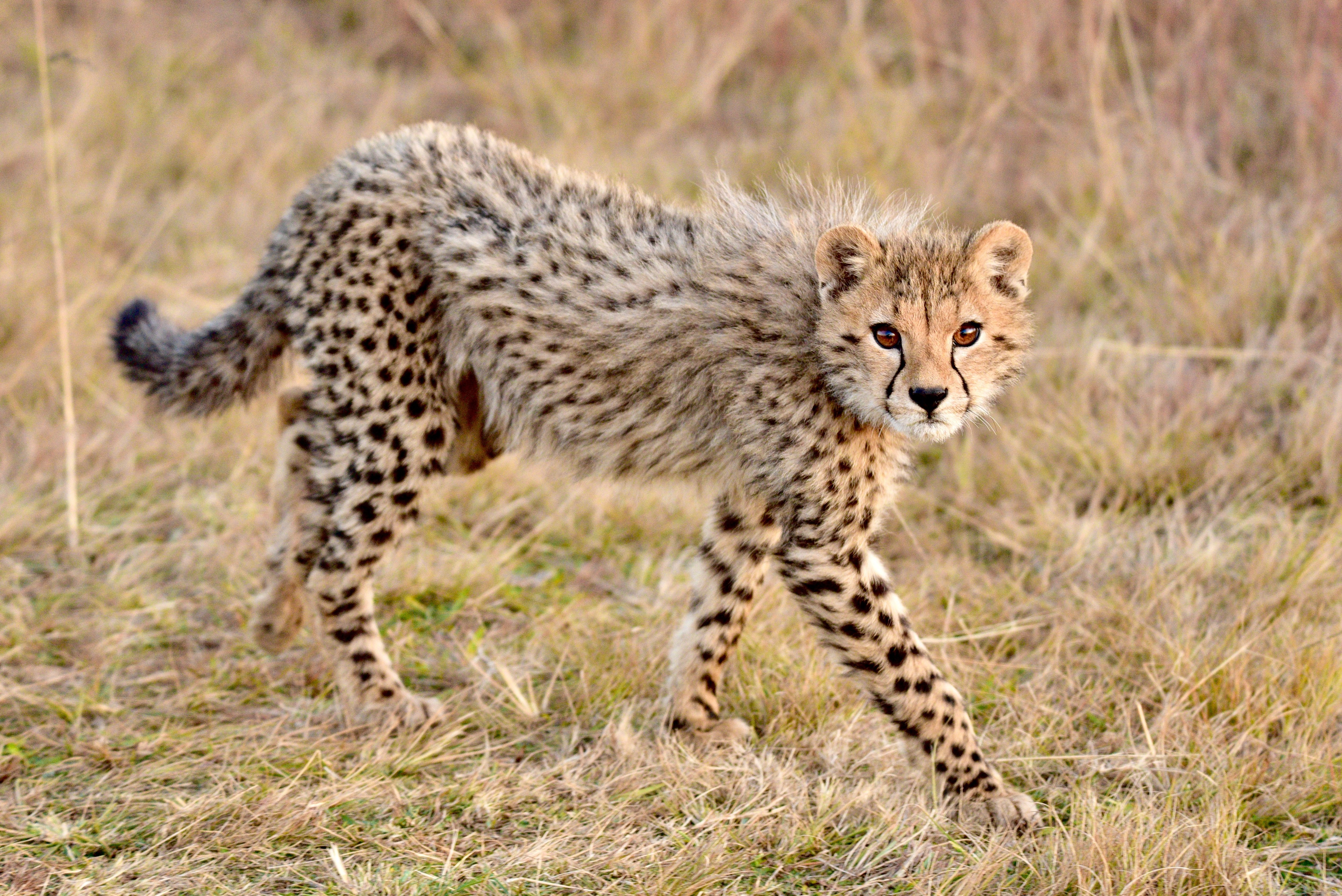 Kenya: Signature Baby Cheetah Safari & Mauritius