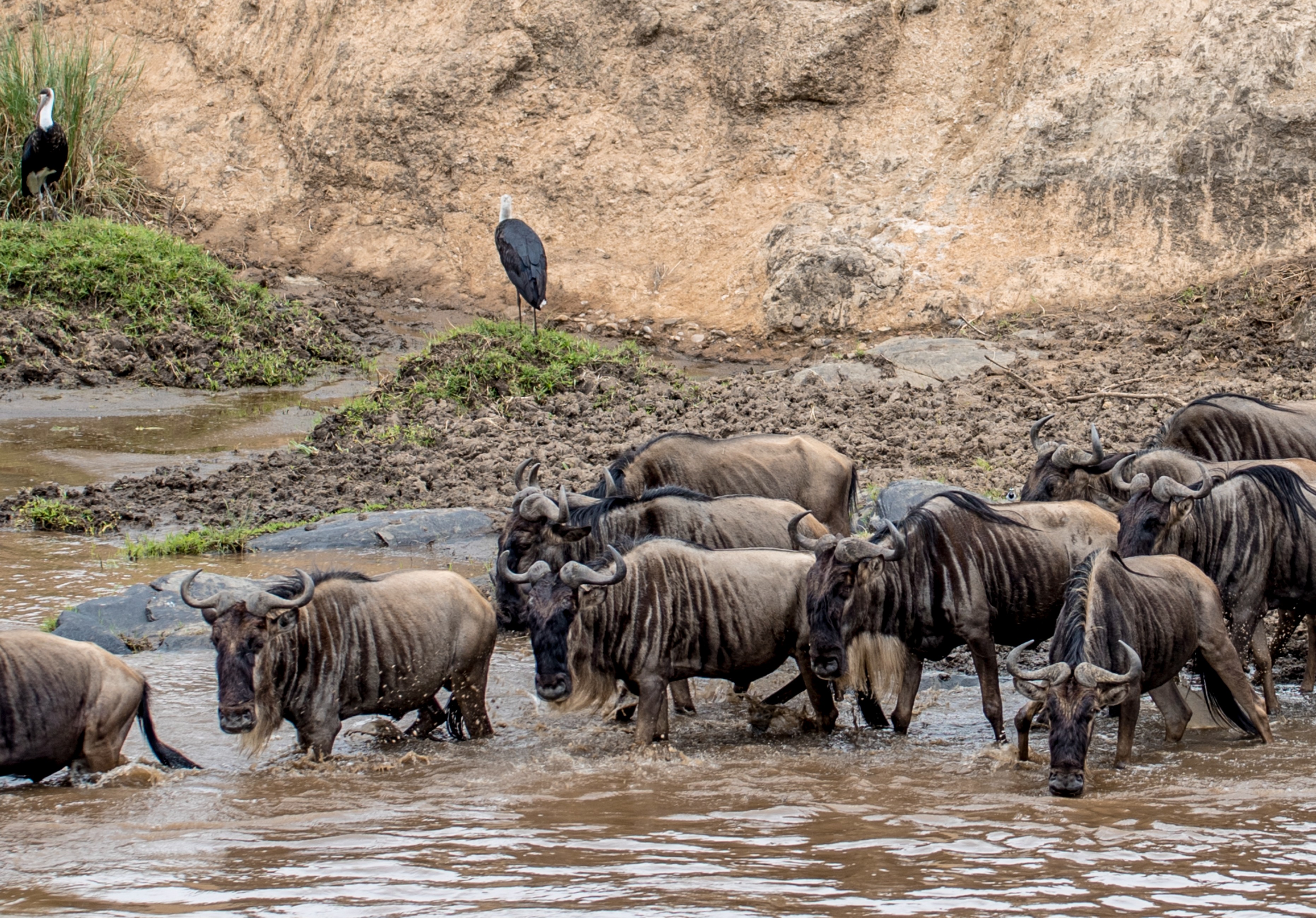 Kenya: Luxury Flying Safaris & Beach 