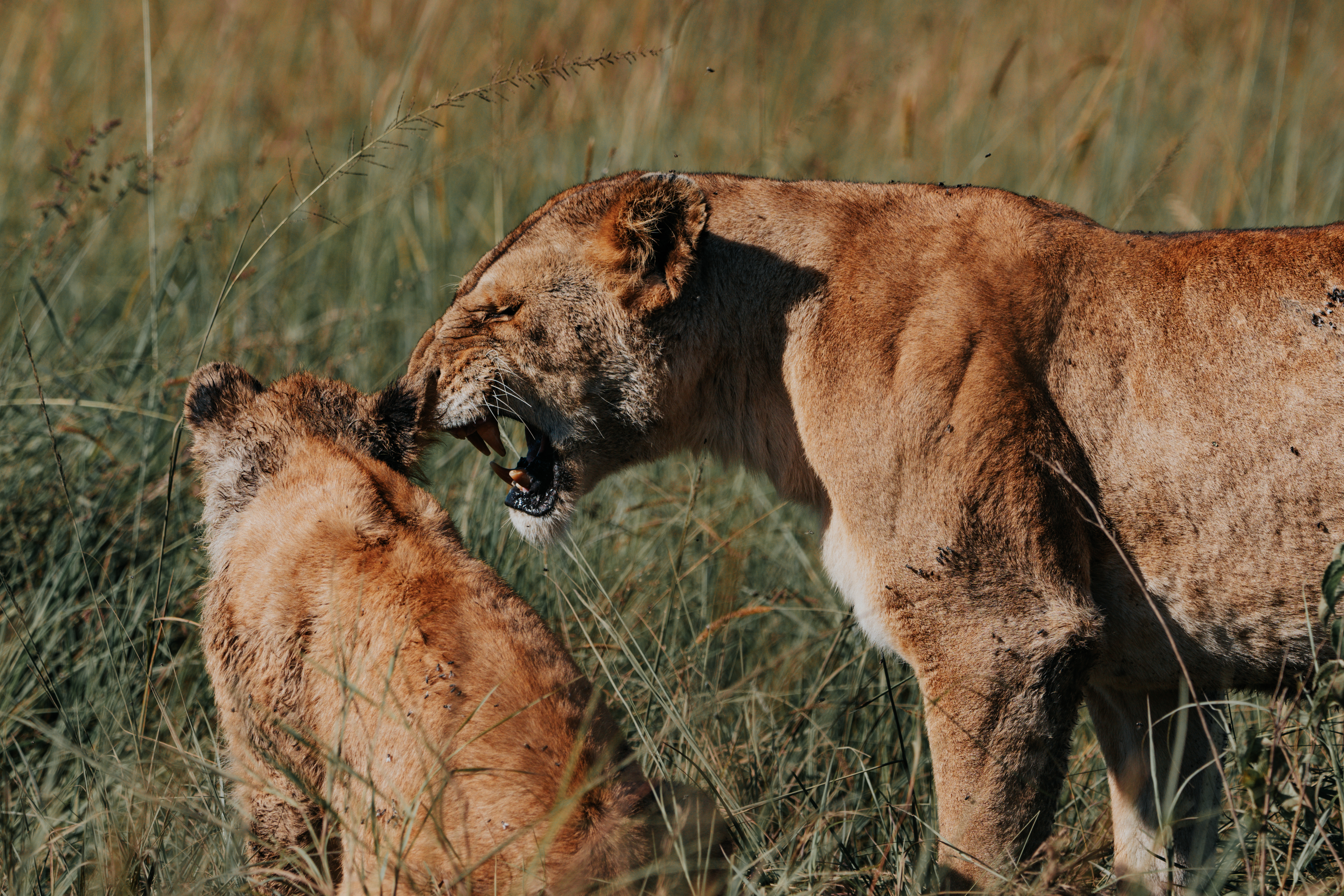 Kenya: Flying Safari & Chale Island 