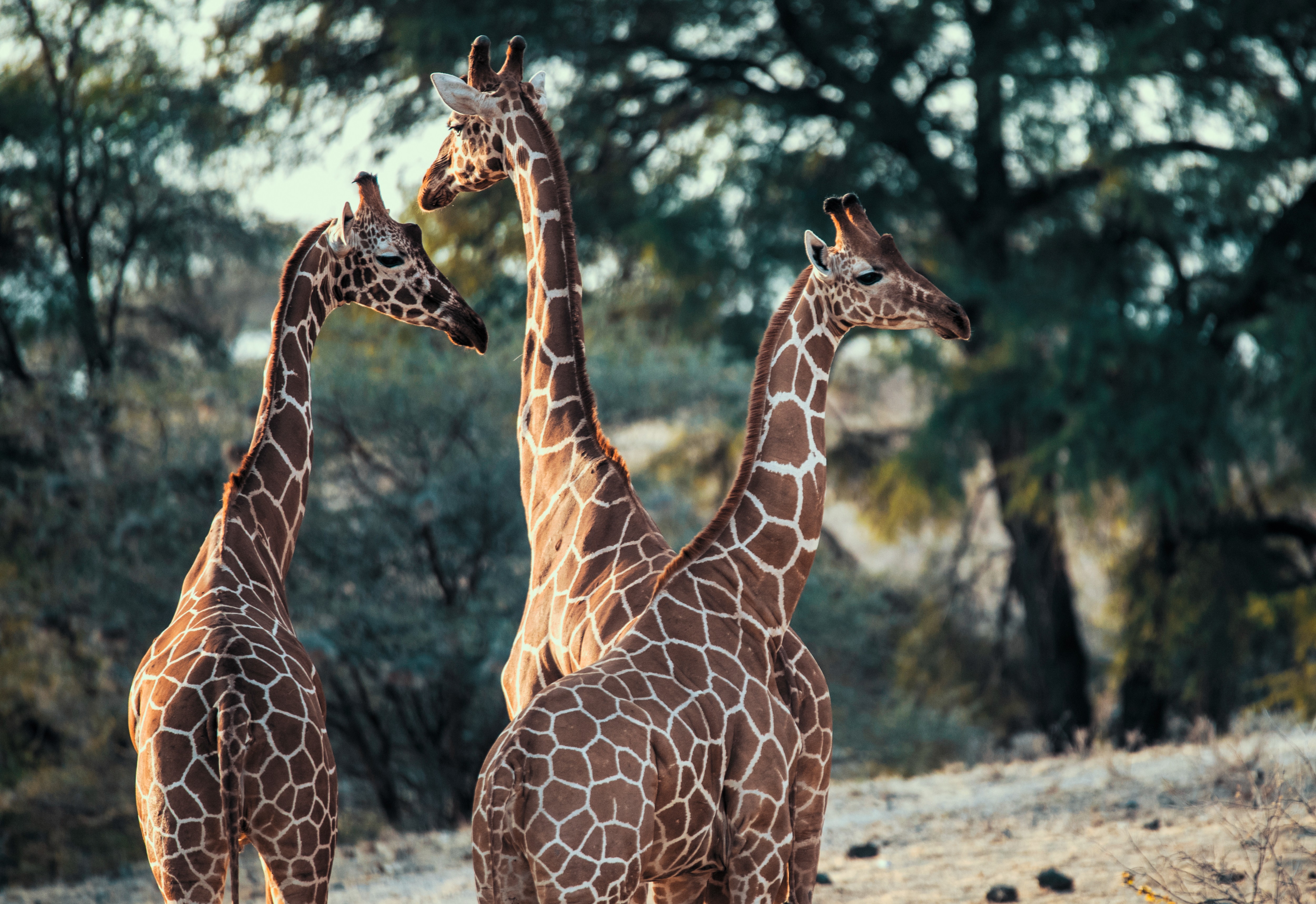 Classic Kenya Safari & Zanzibar Beach
