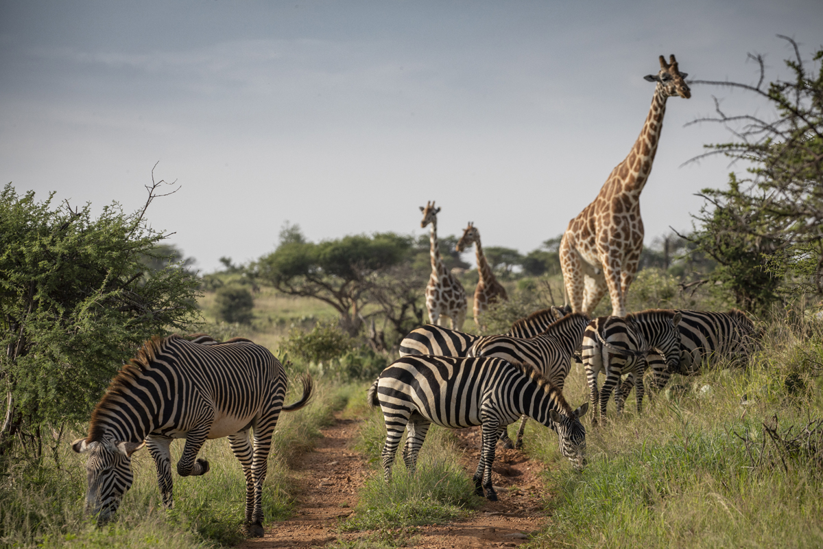 Kenya: Luxury Flying Safari & Bawe Island Retreat 