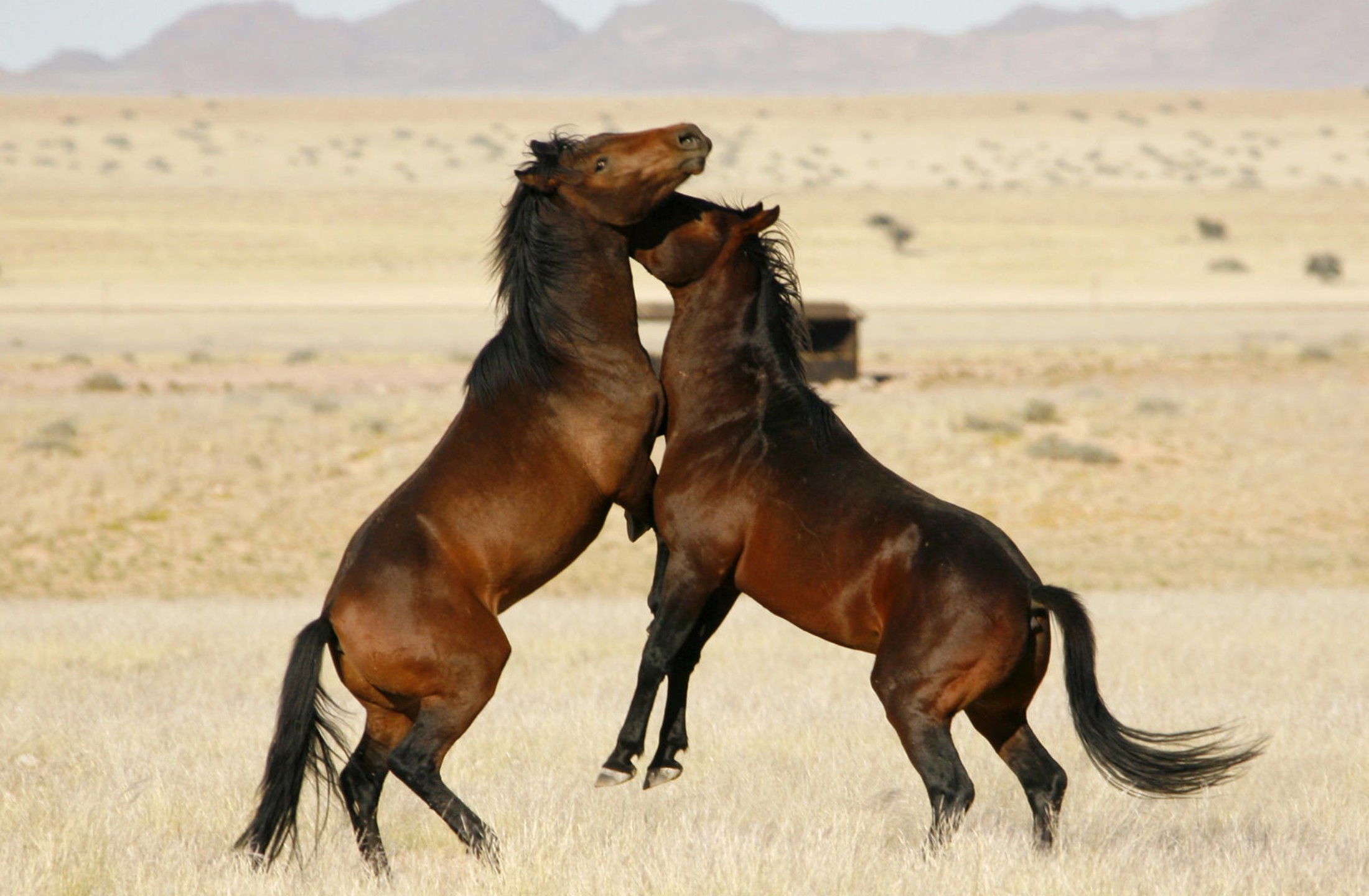 Namibia: Private Guided Tour & Safari