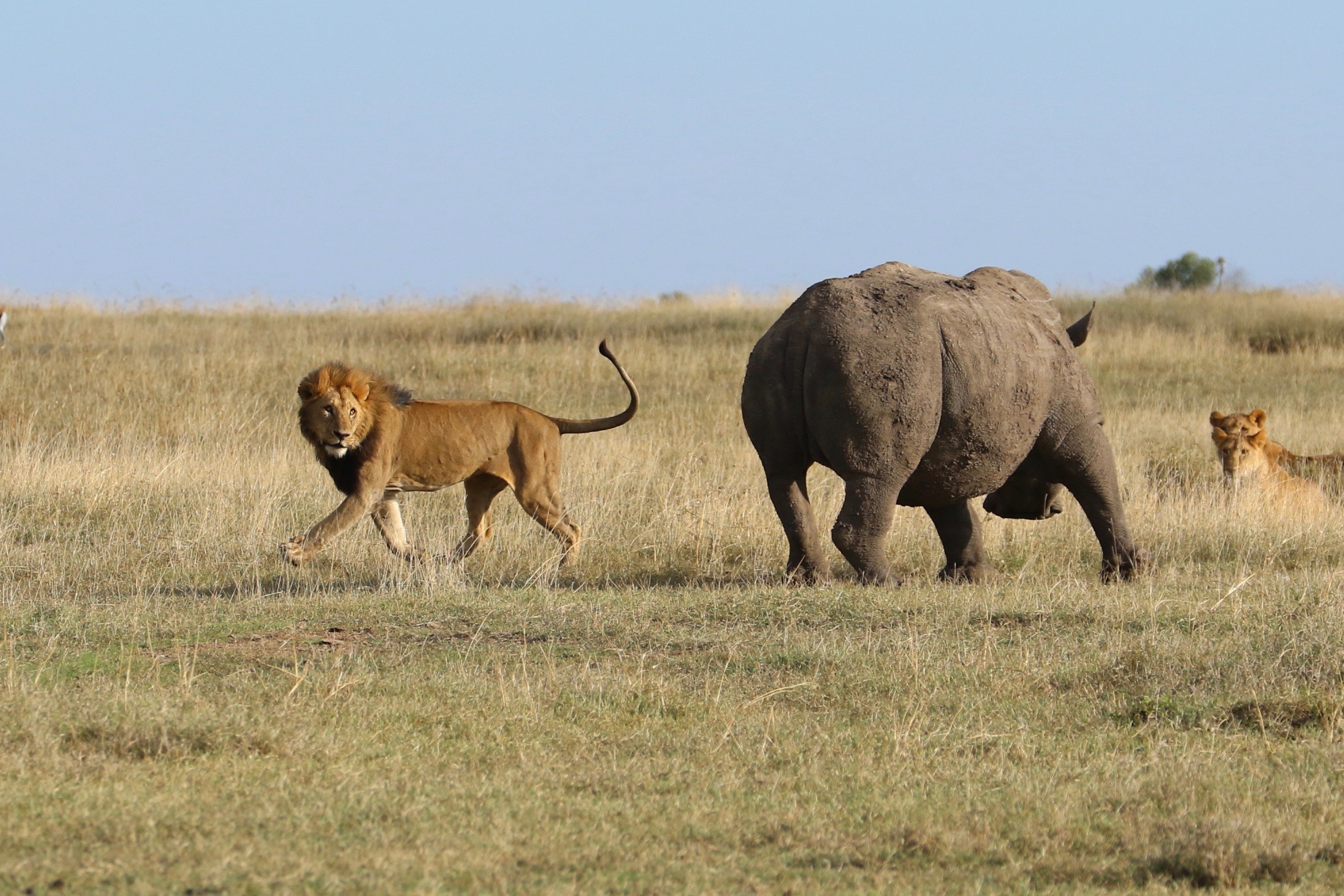 Kenya Safari & Mauritius Luxury Holiday