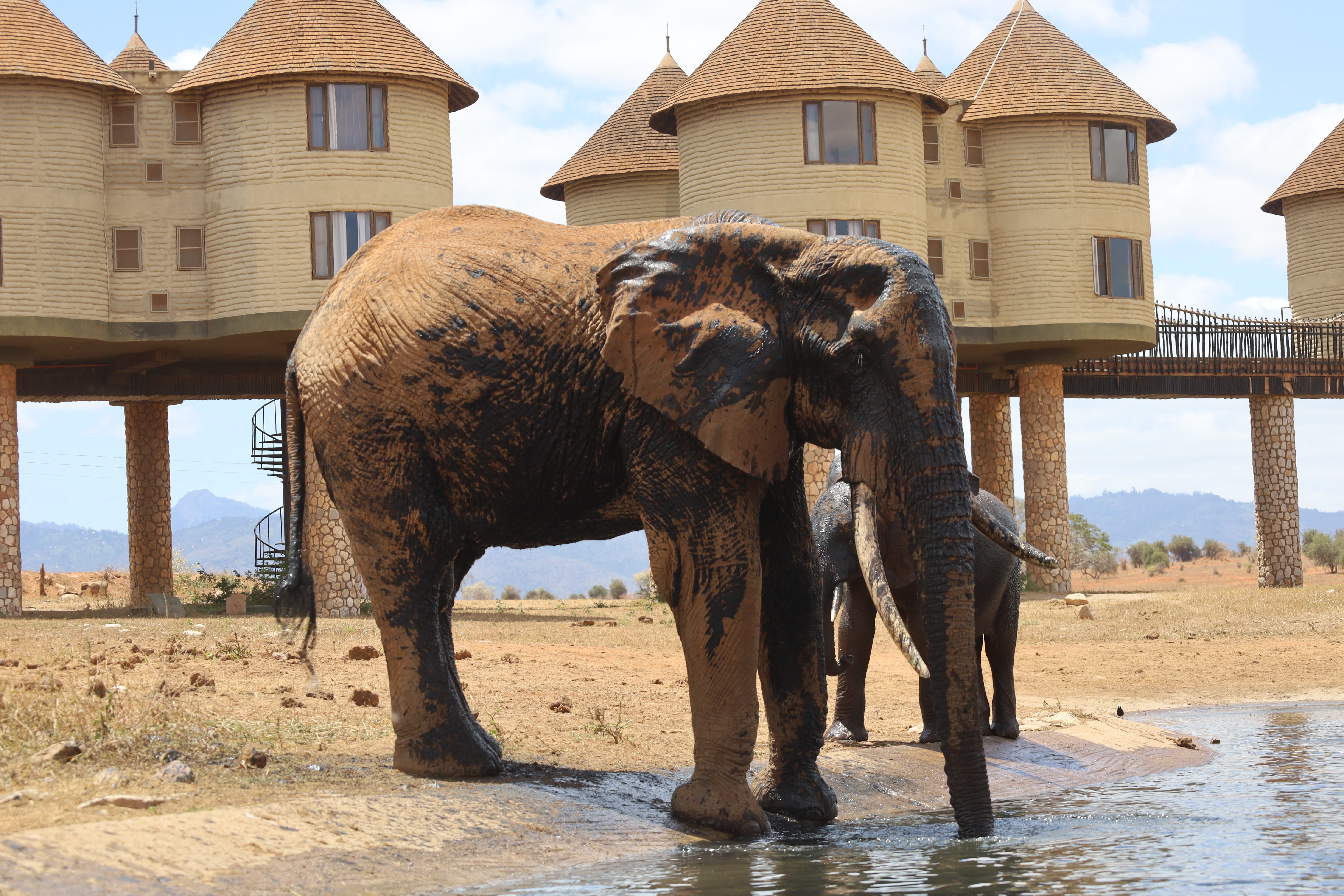 Kenya: Beach, Train & Salt Lick Safari 
