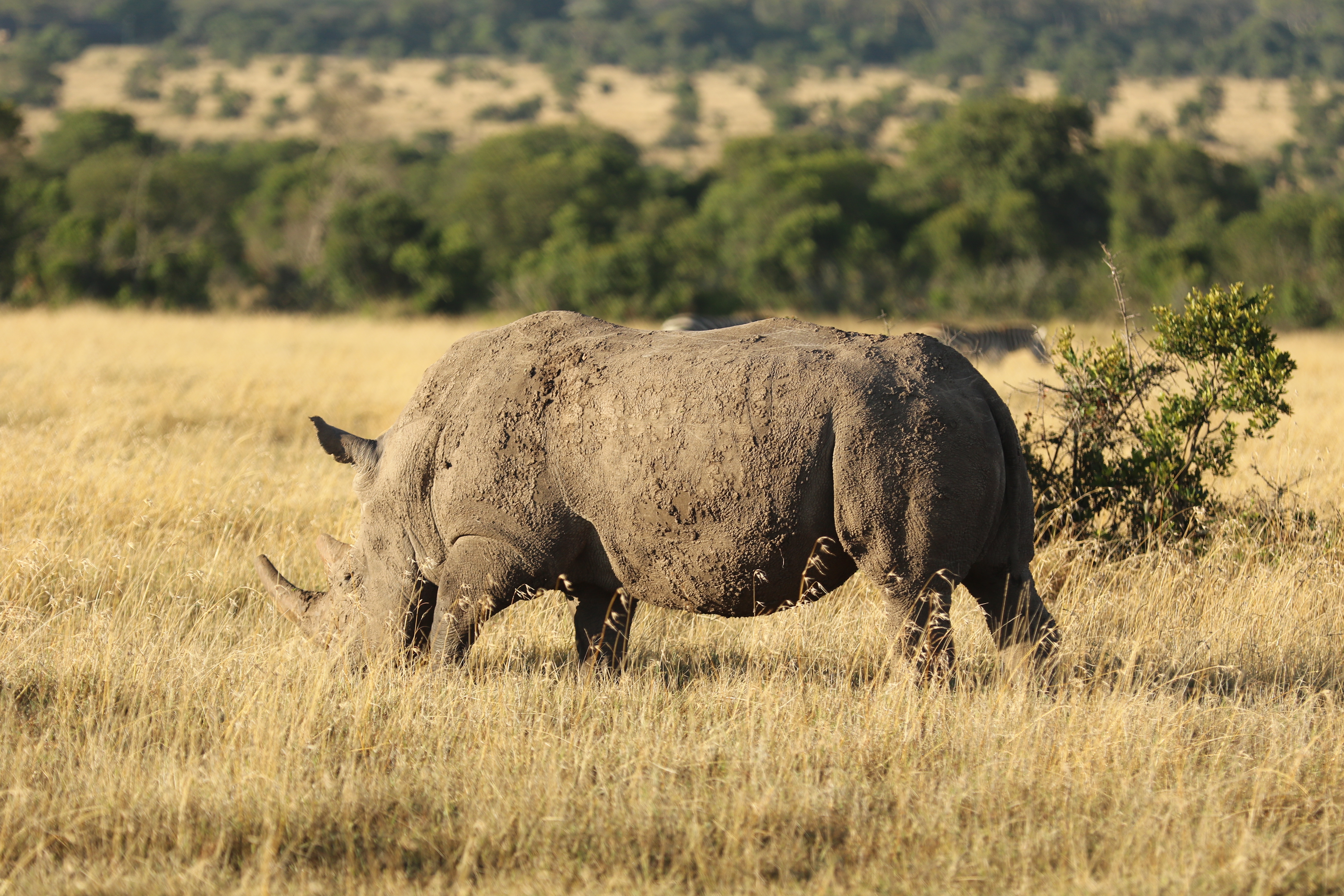 Kenya Safari & Private Island Escape