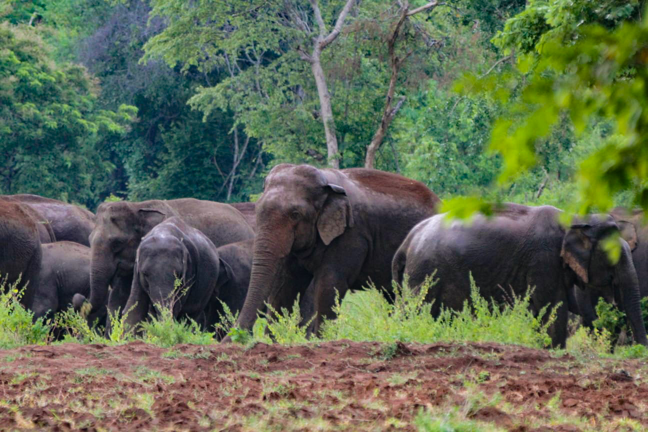 Sri Lanka: Heritage, Wilderness & Coastal Serenity