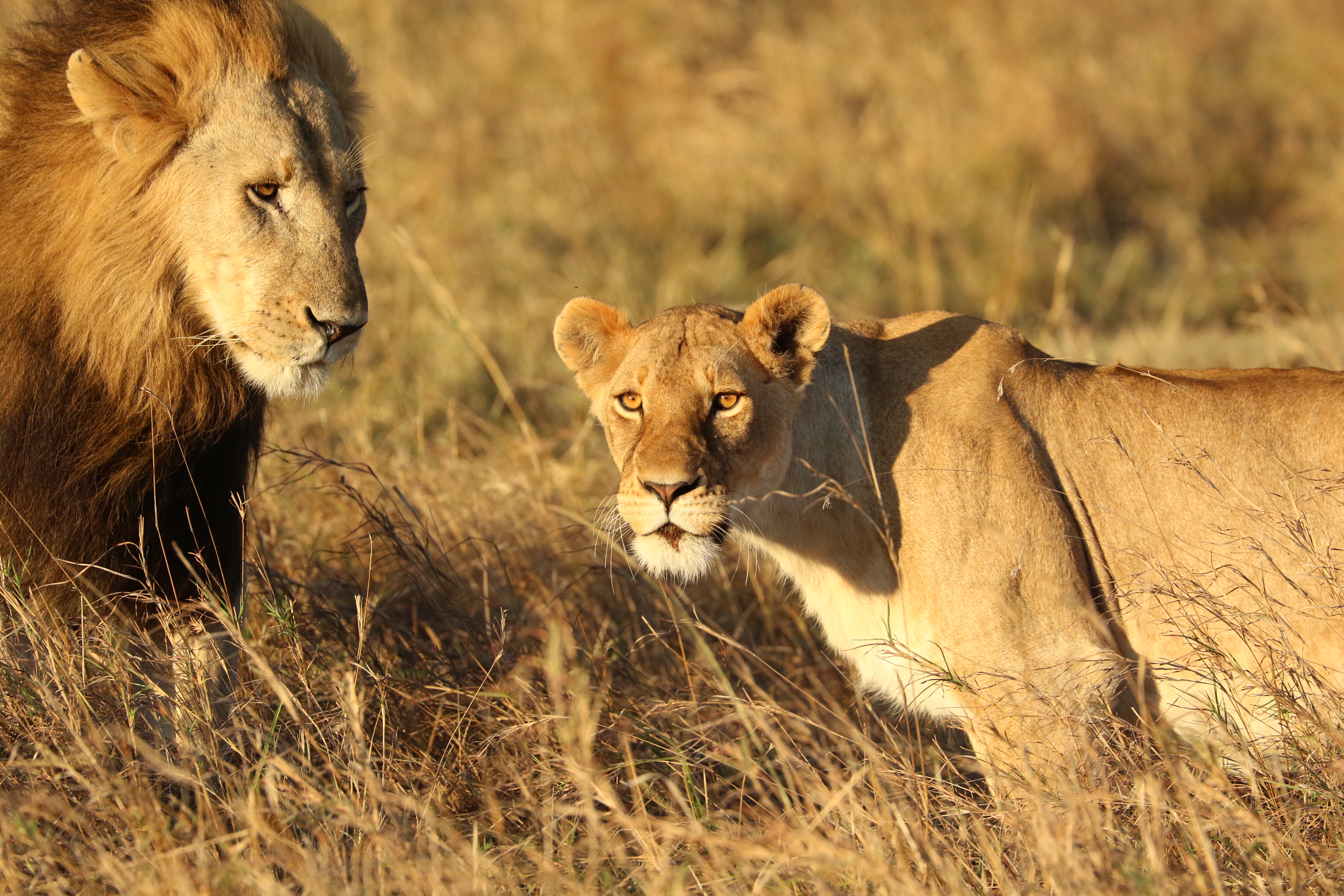 The Ultimate Big Cat Safari Starts Here
