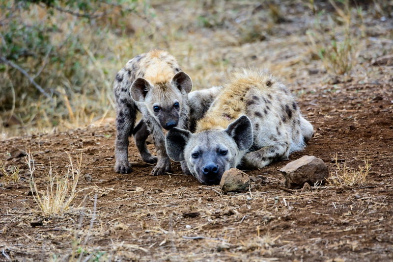 South Africa: Kruger Safari & Cape Town