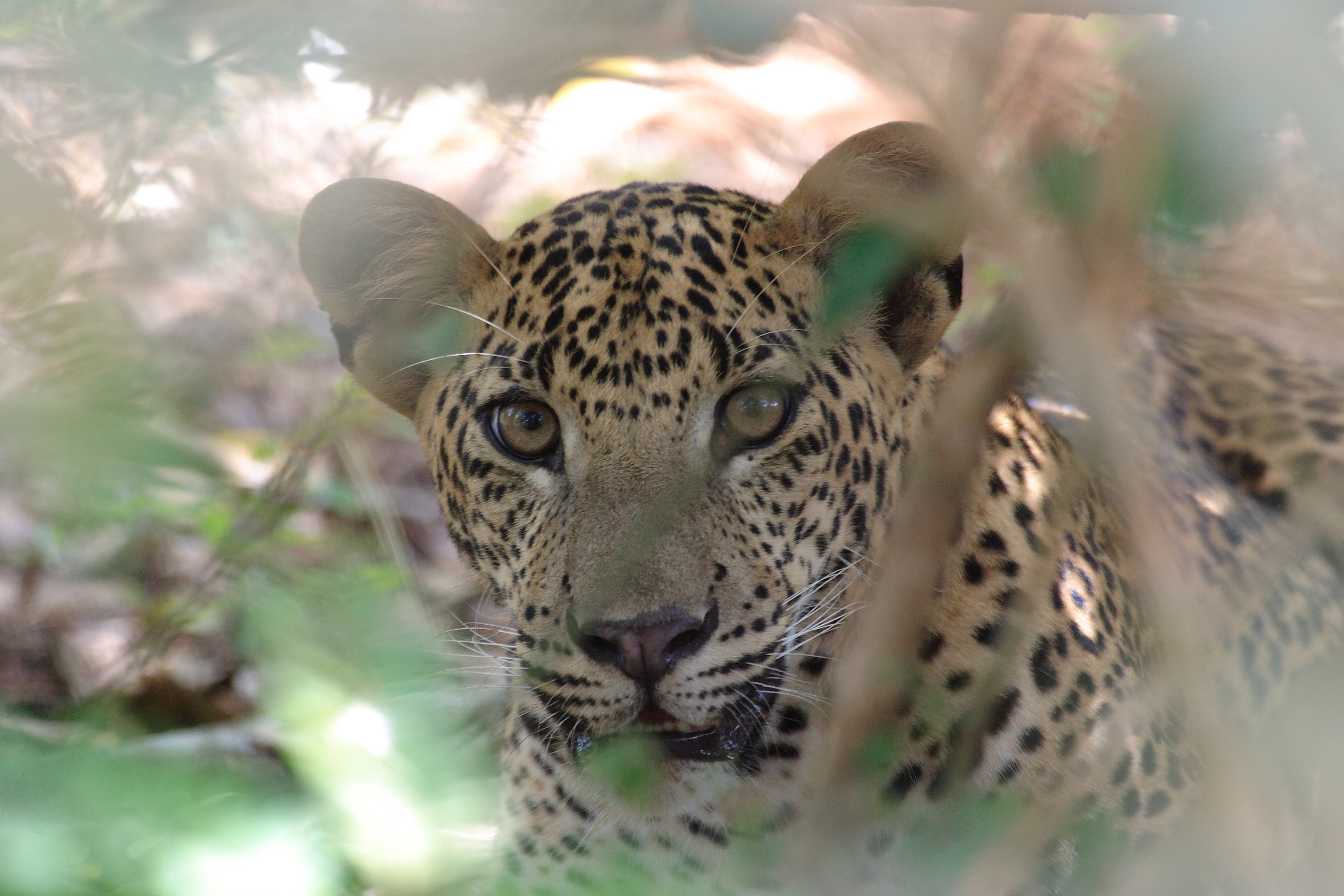Sri Lankan Private Signature Tour 