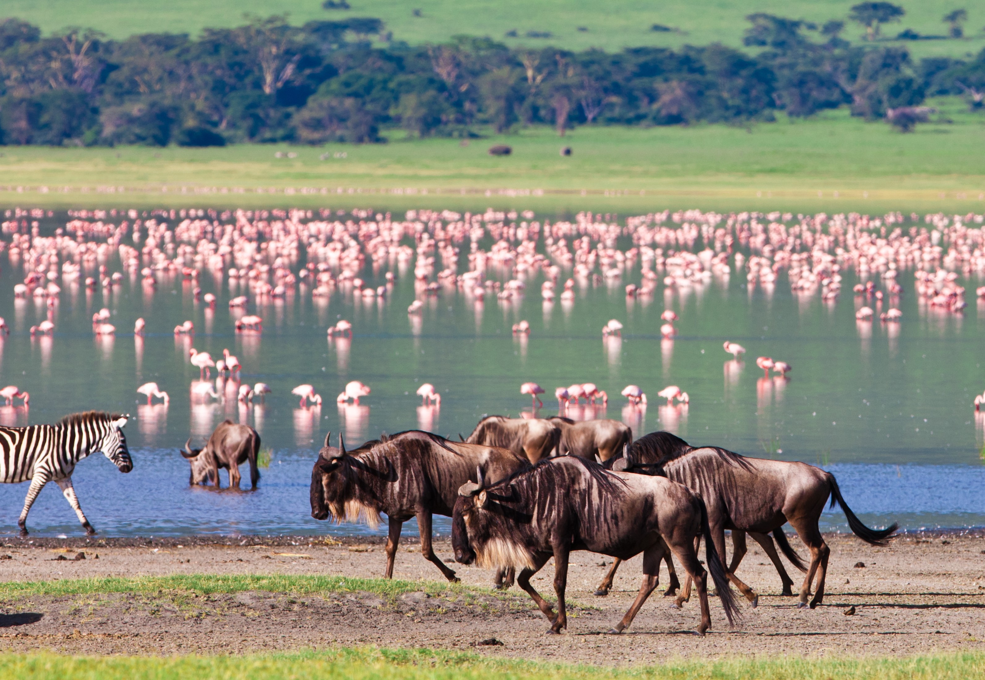 Tanzania & Zanzibar: Safari & Beach