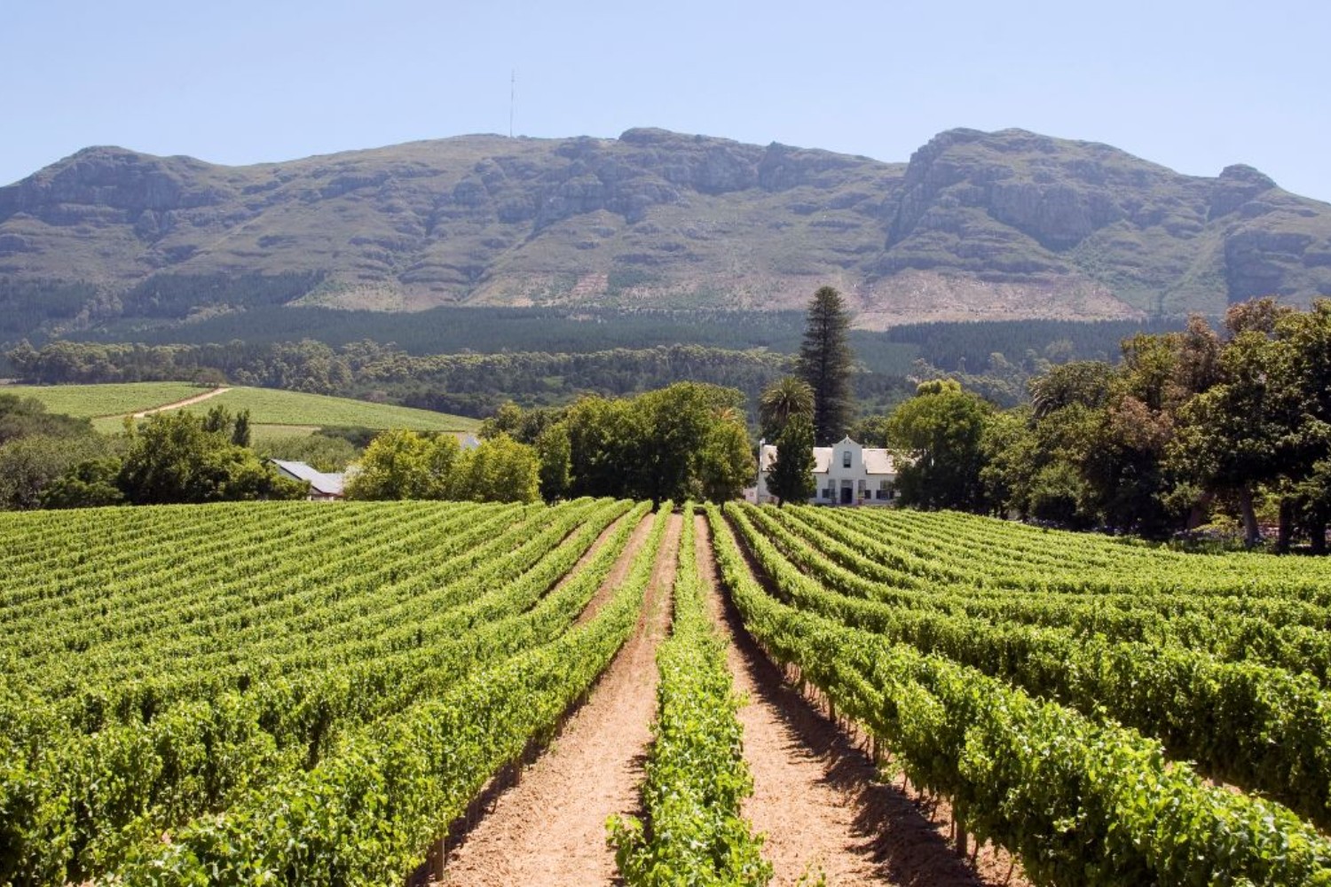 South Africa: Cape Town & Safari Escape 