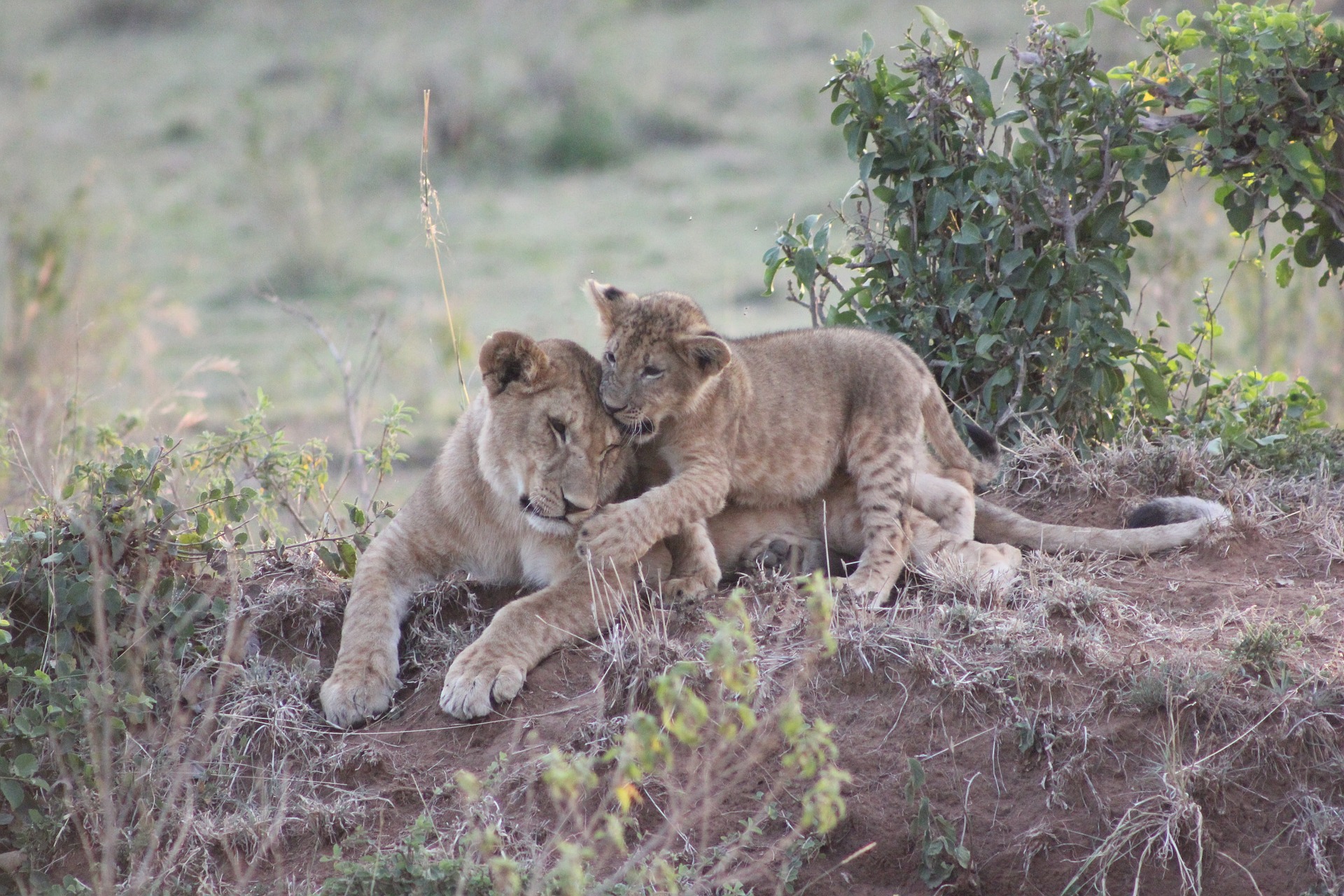 Somak Premium Kenya Signature Safari 