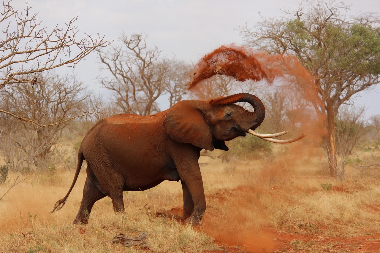Kenya: Surana Buffalo Springs & Mara Safari