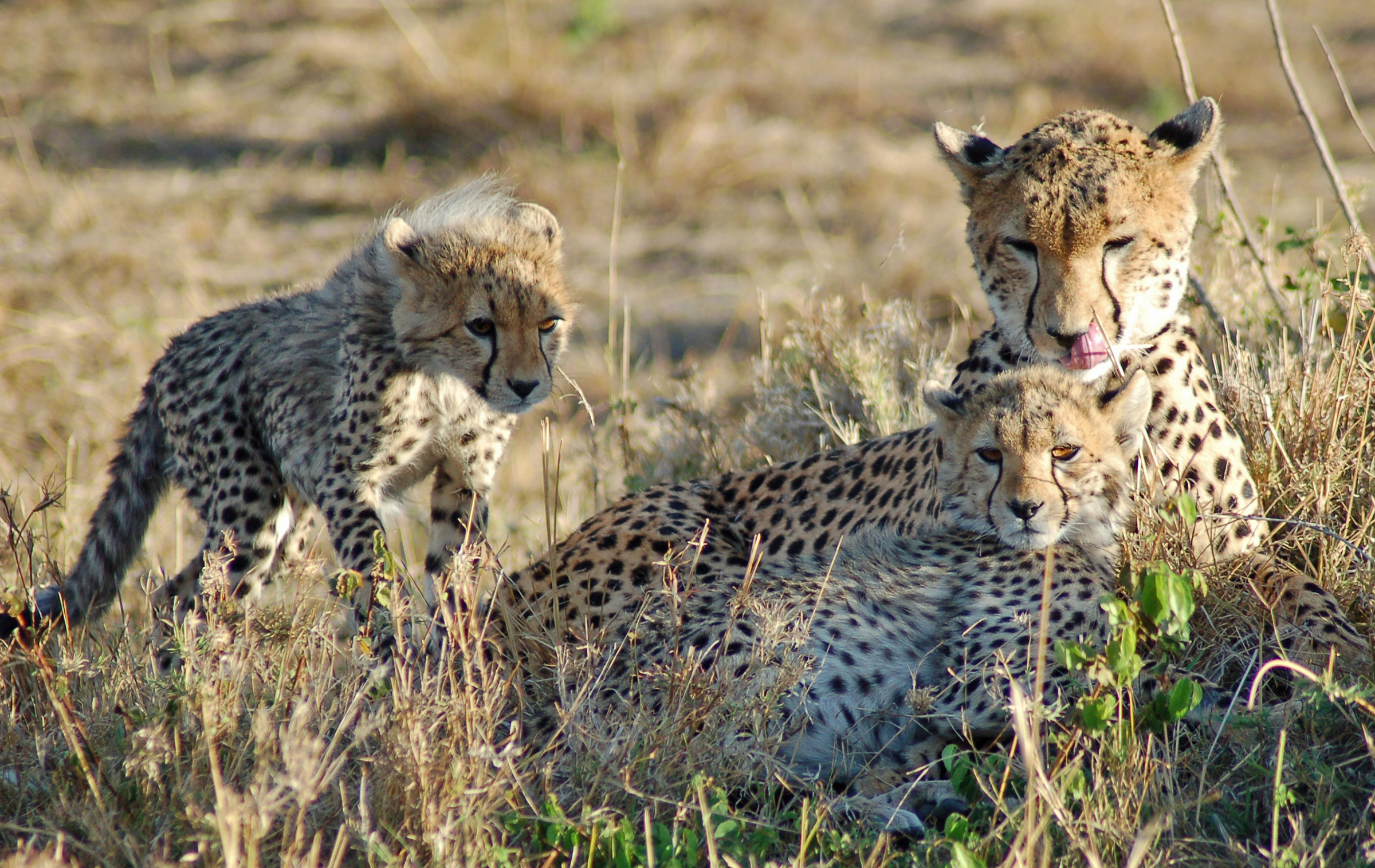 The Grand African Escape: Safari to Serenity