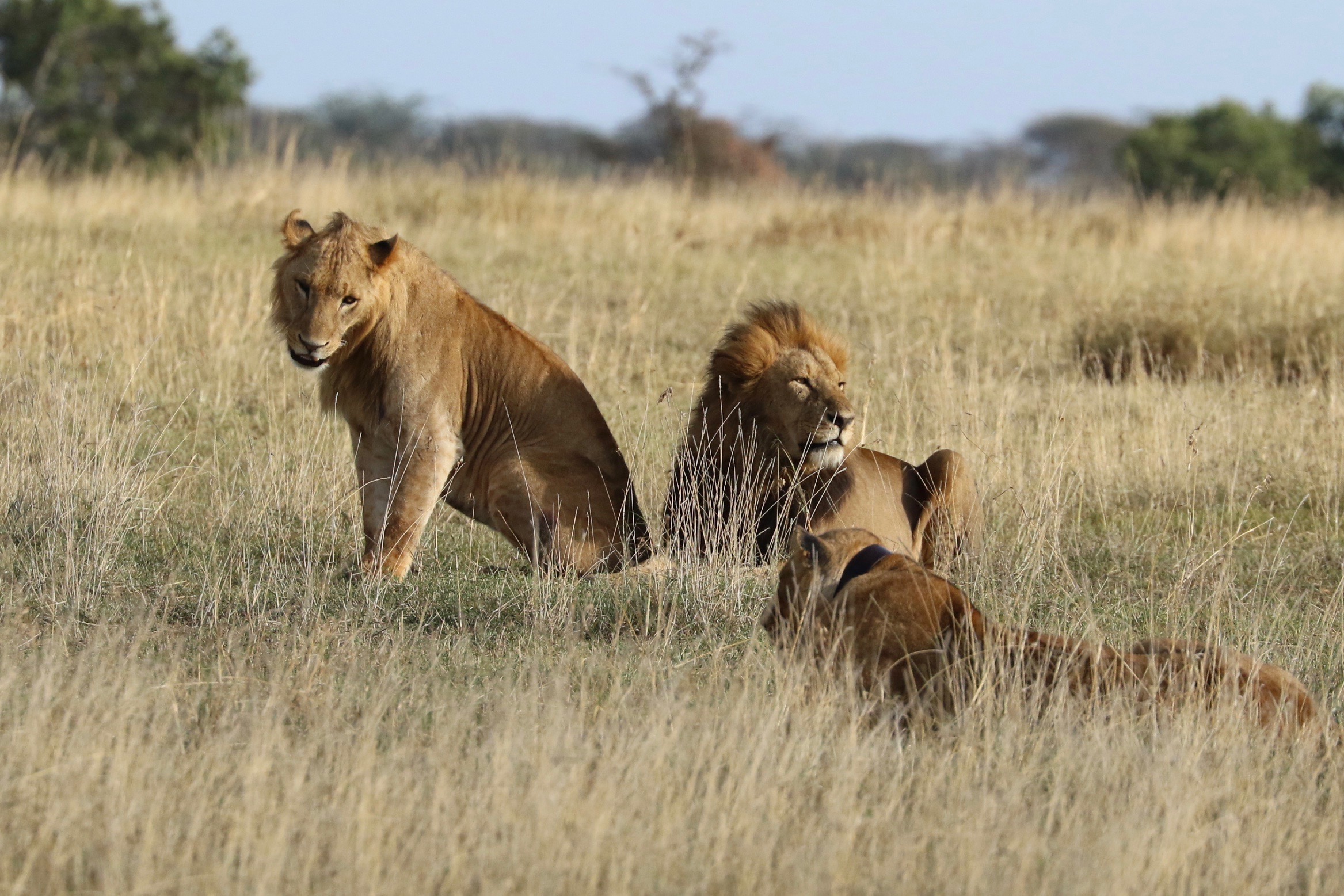 Kenya Family Offer: Signature Kili Safari & Beach