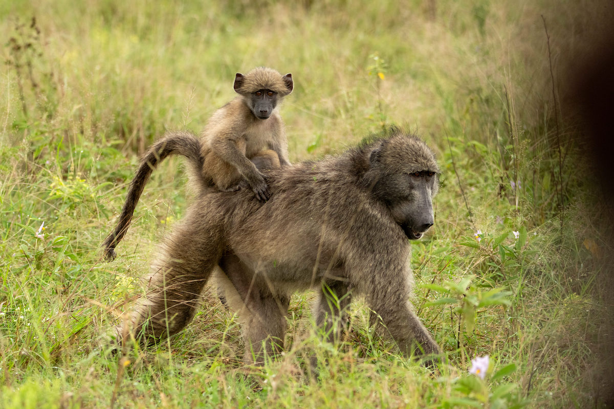 South African Kruger National Safari Experience