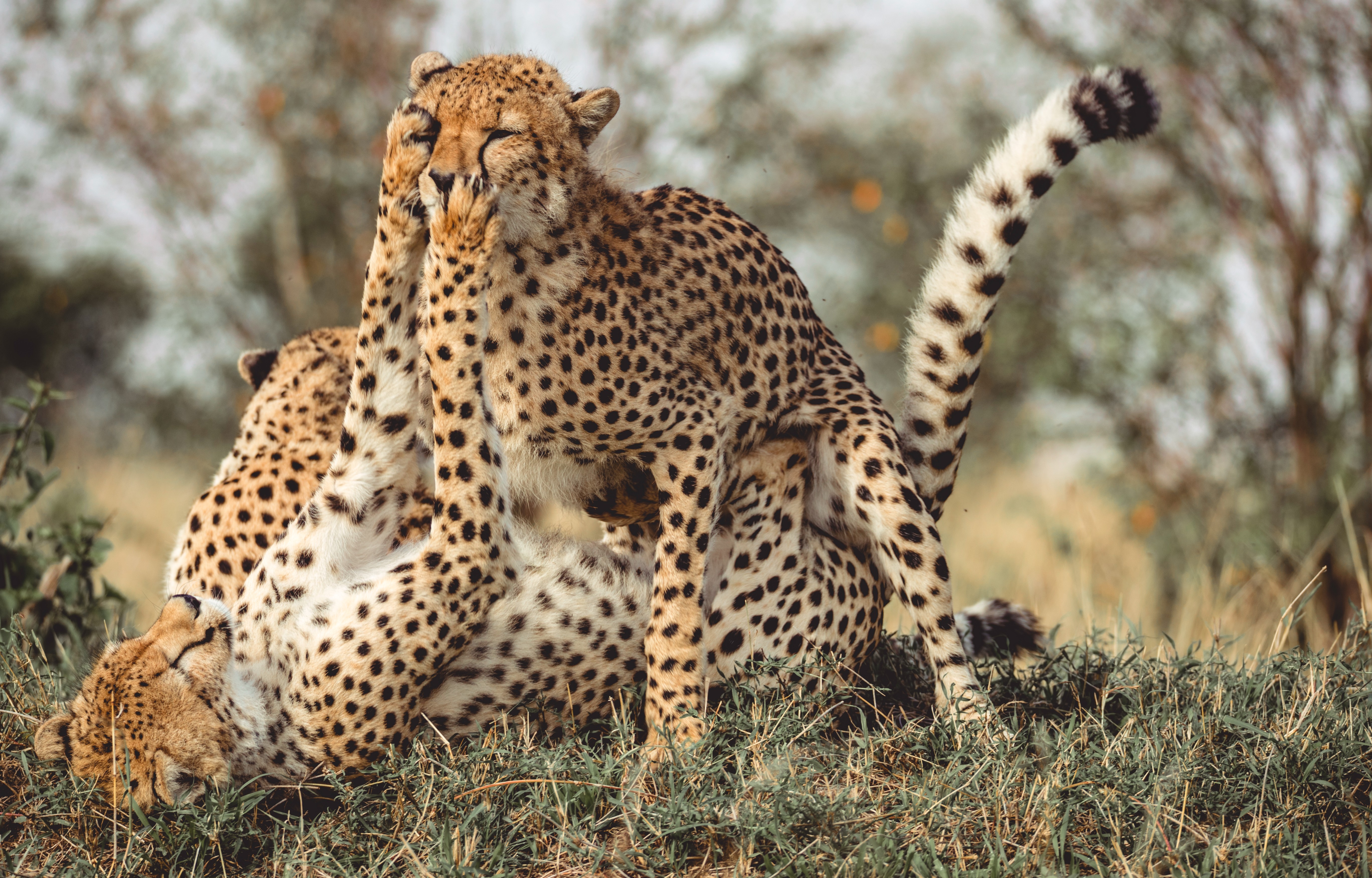 Kenya Cheetah Safari Premium & Zanzibar 