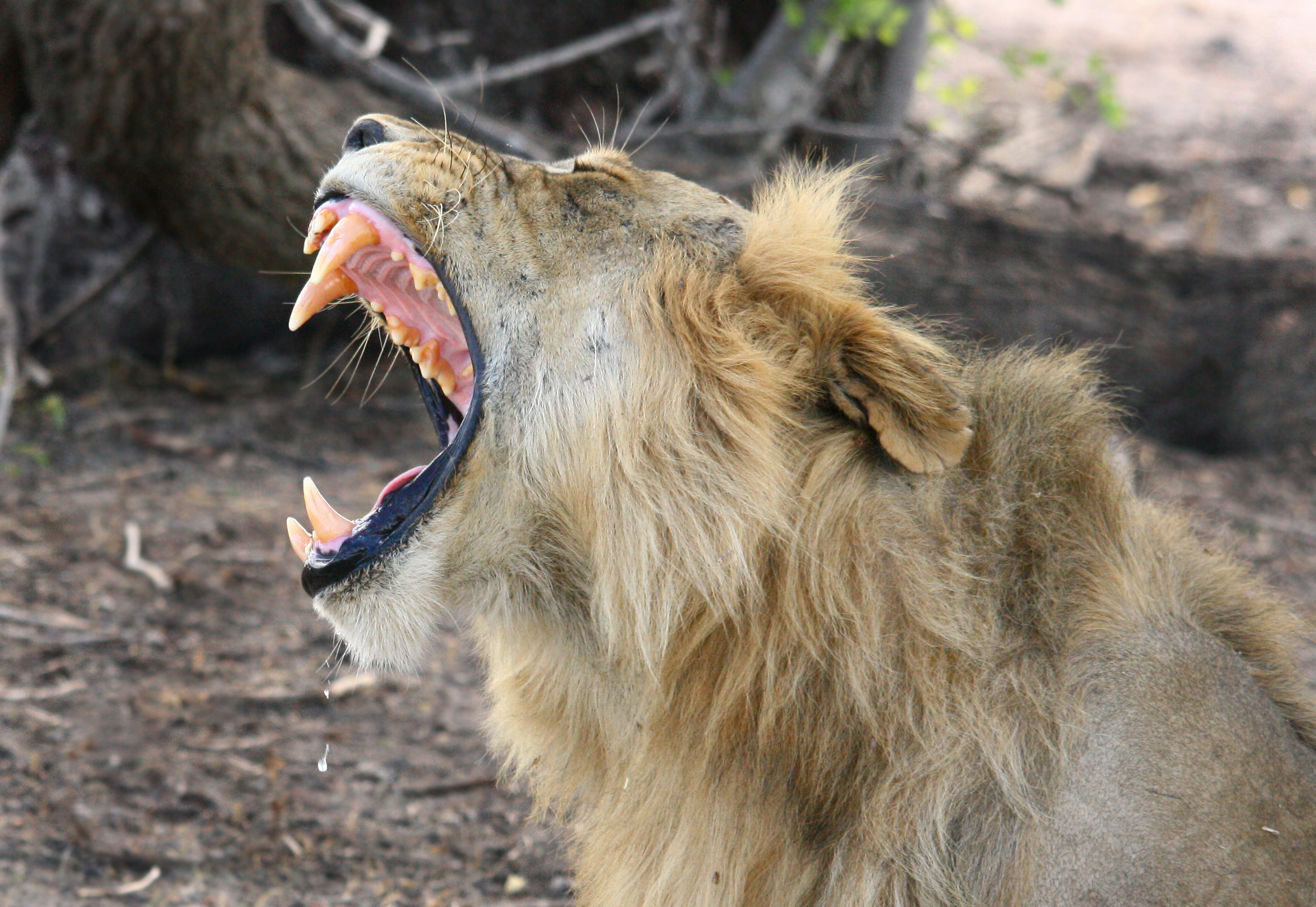 Tanzania Safari & All-Inclusive Zanzibar 