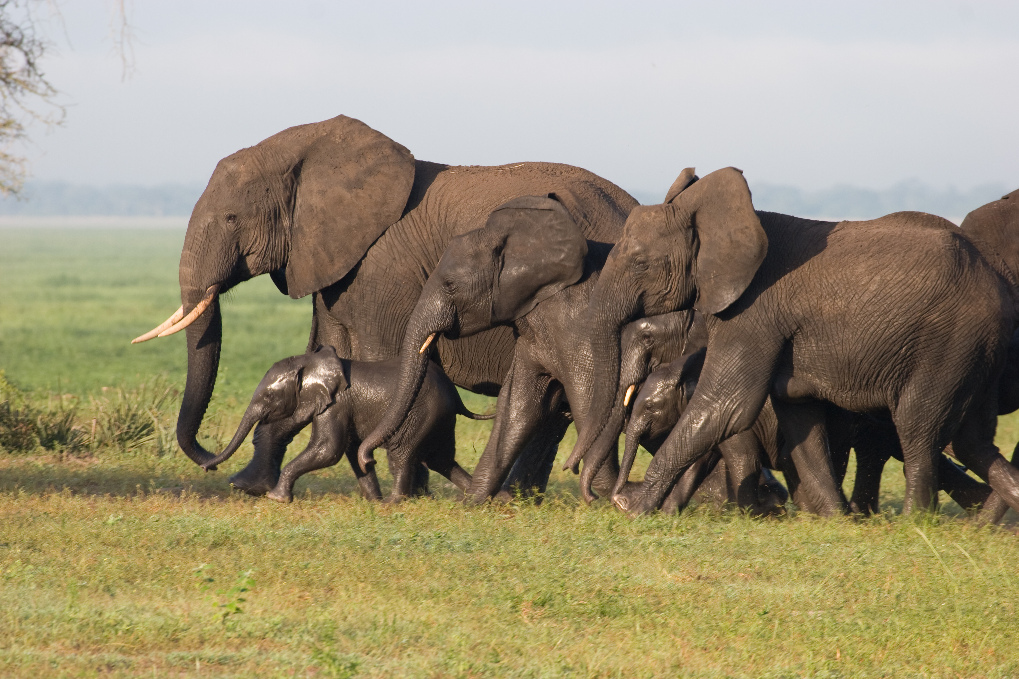 Tanzania: Best of Tanganyika Safari