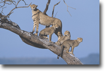 Cheetah Safari