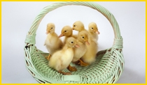 Easter chicks