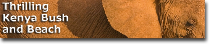 'Red' elephant of Tsavo on Kenya Safari