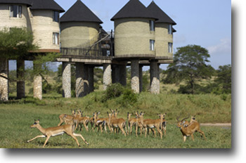Salt Lick Lodge in Tsavo West, Kenya