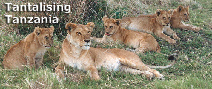 Tanzania Safaris