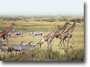 Fabulous wildlife