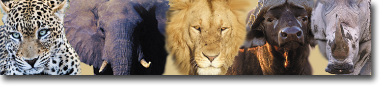 Big5Banner.jpg