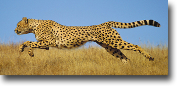 Kenya Safari