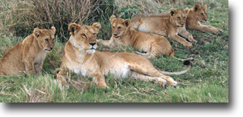 Tanzania Safari