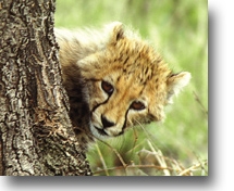 Cheetah